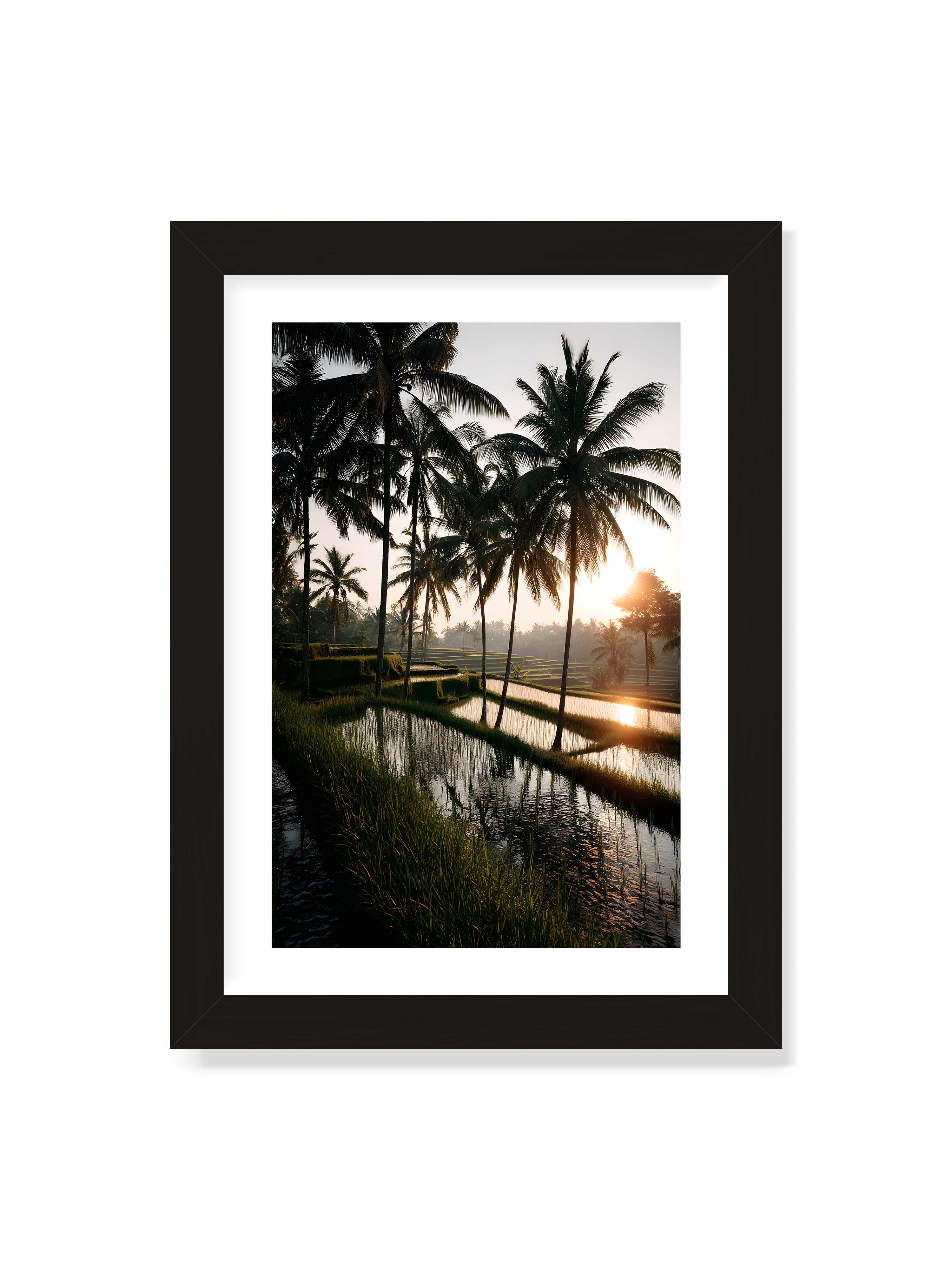 21x30 cm mit weißem Galerie-Rand mit schwarzem Rahmen – Tropische Reisfelder mit Palmen und einem goldenen Sonnenuntergang, der die Szene reflektiert.