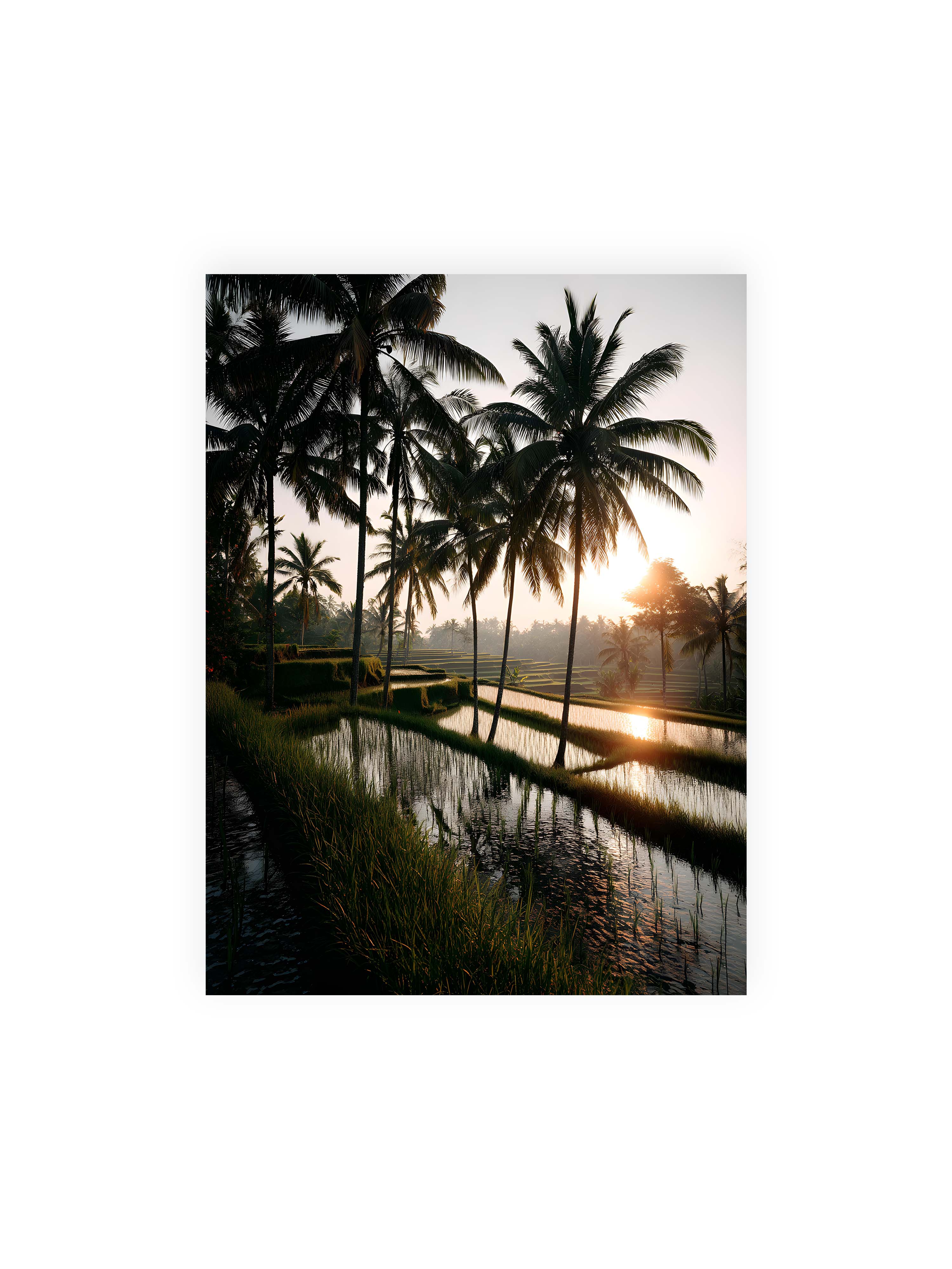30x40 cm ohne Galerie-Rand ohne Rahmen – Tropische Reisfelder mit Palmen und einem goldenen Sonnenuntergang, der die Szene reflektiert.