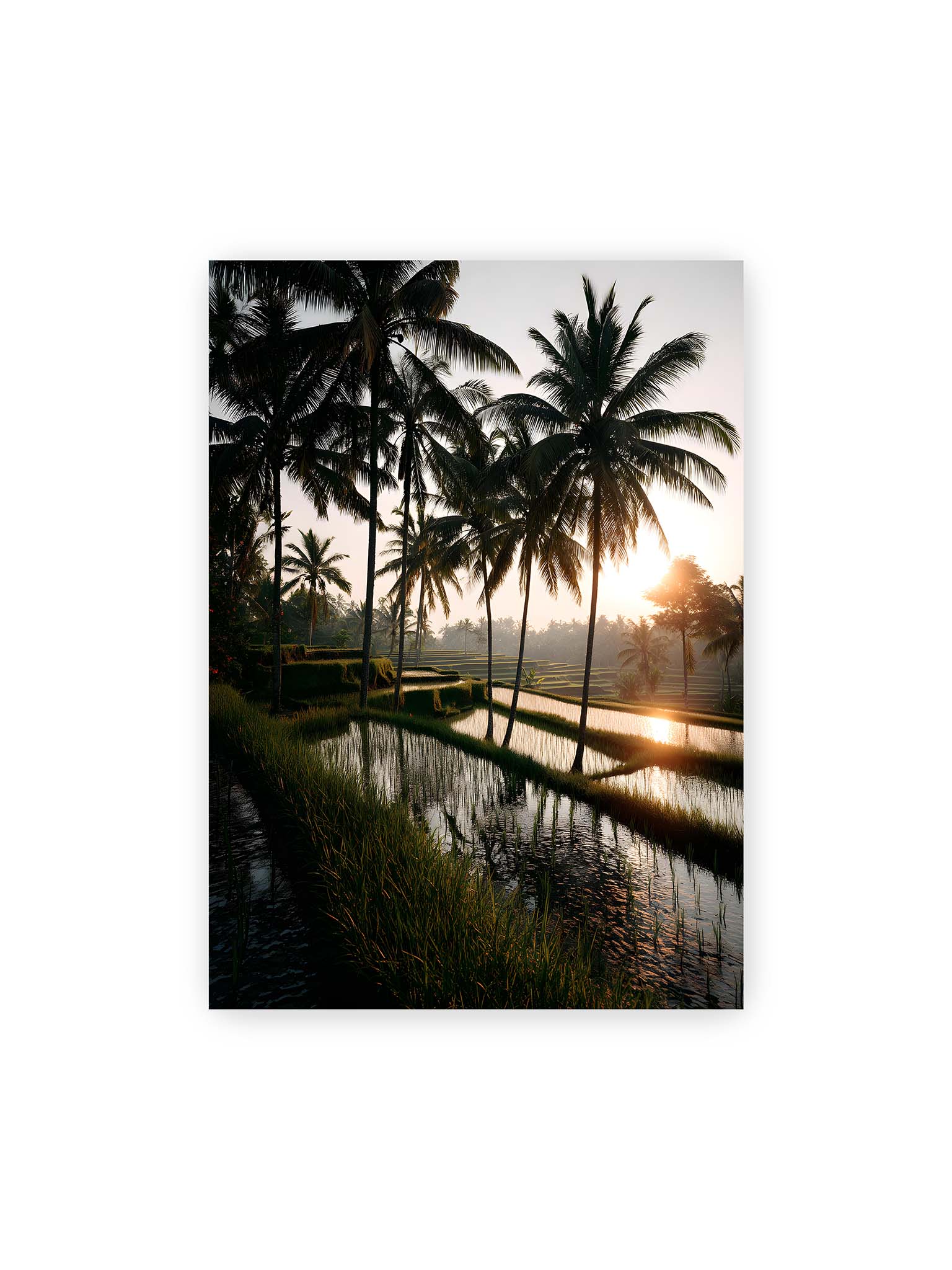 50x70 cm – Tropische Reisfelder mit Palmen und einem goldenen Sonnenuntergang, der die Szene reflektiert.