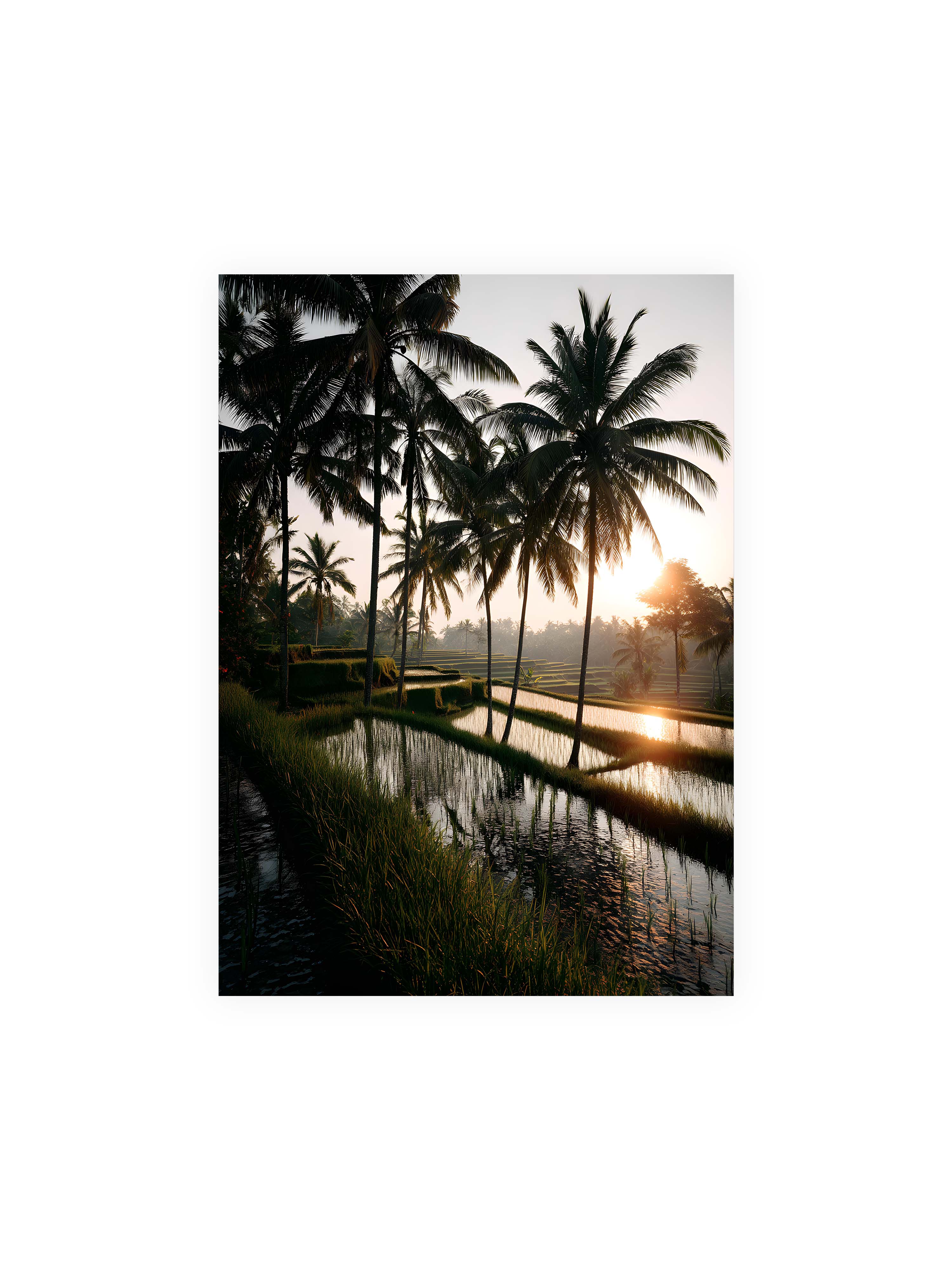 50x70 cm ohne Galerie-Rand ohne Rahmen – Tropische Reisfelder mit Palmen und einem goldenen Sonnenuntergang, der die Szene reflektiert.
