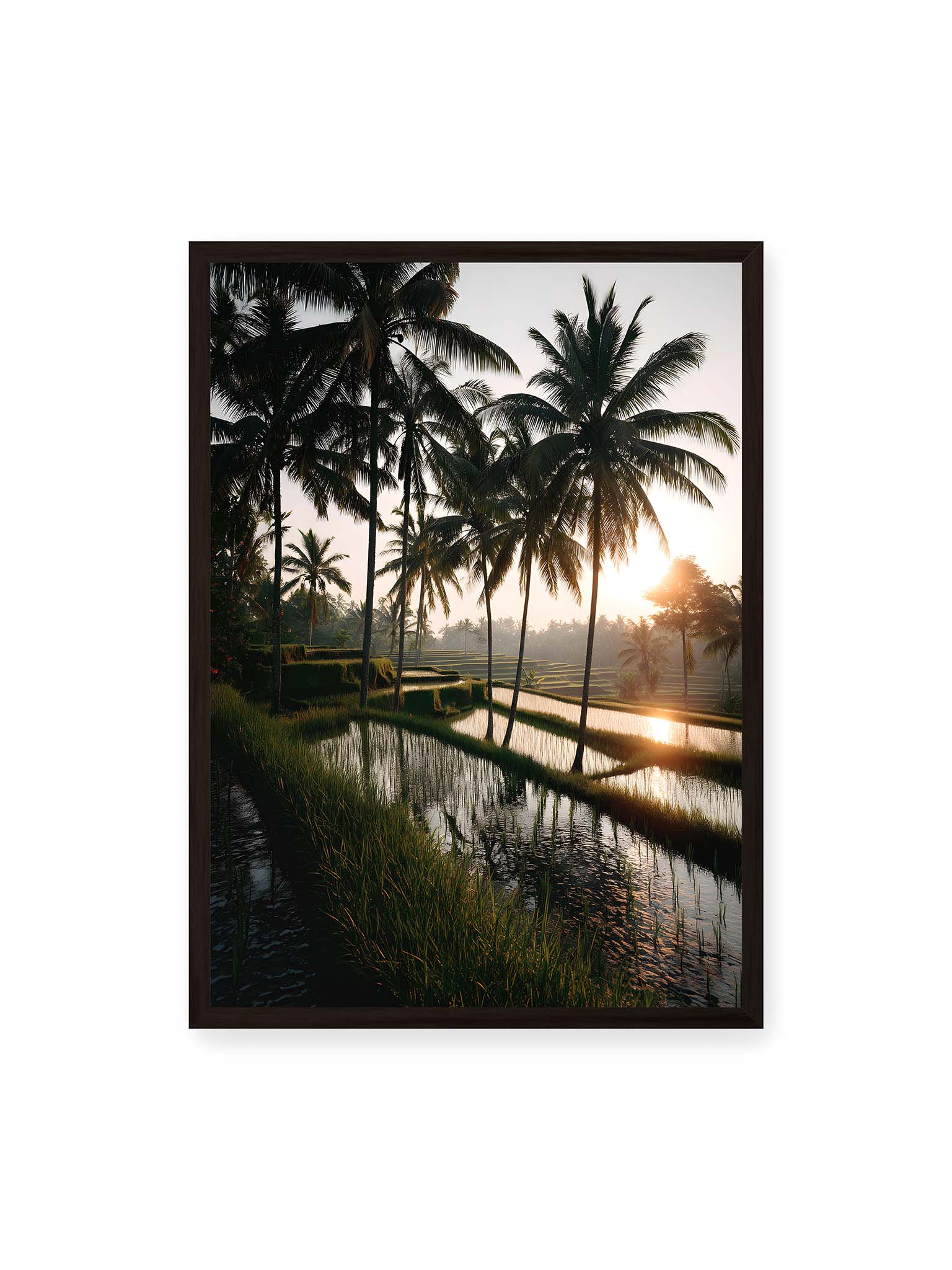50x70 cm, schwarzer Rahmen – Tropische Reisfelder mit Palmen und einem goldenen Sonnenuntergang, der die Szene reflektiert.