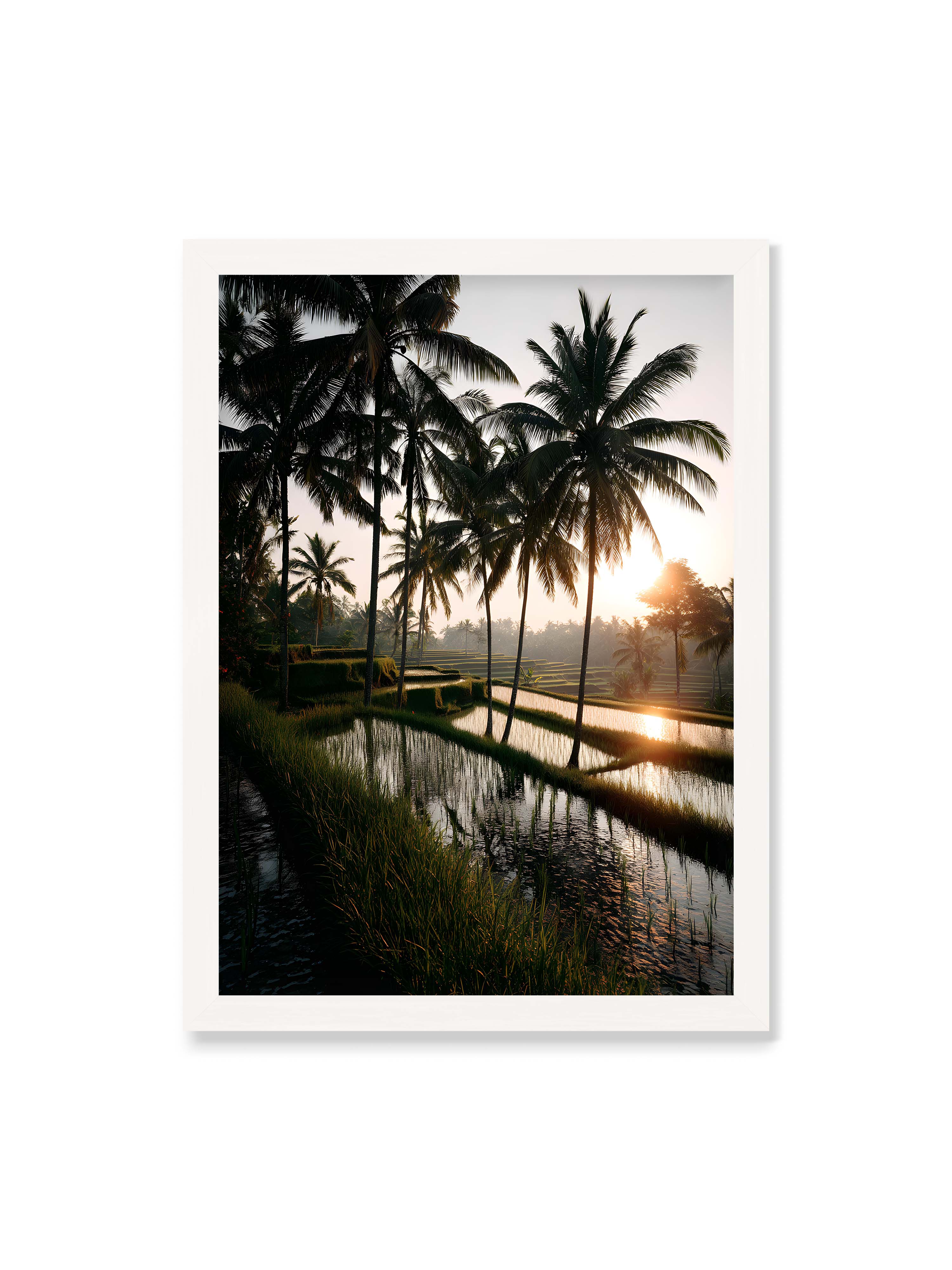 50x70 cm ohne Galerie-Rand mit weißem Rahmen – Tropische Reisfelder mit Palmen und einem goldenen Sonnenuntergang, der die Szene reflektiert.