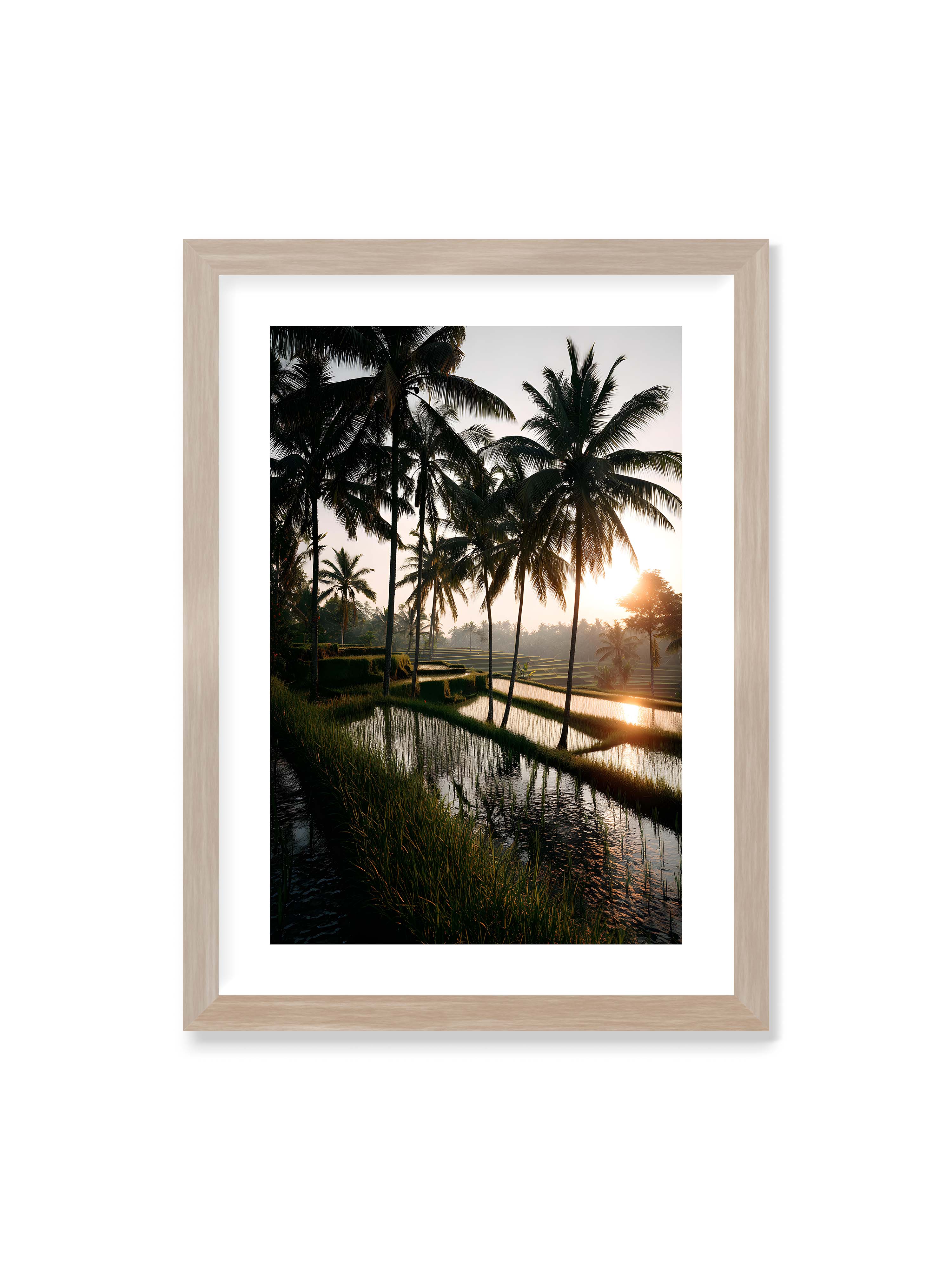 50x70 cm mit weißem Galerie-Rand im Eichenrahmen – Tropische Reisfelder mit Palmen und einem goldenen Sonnenuntergang, der die Szene reflektiert.