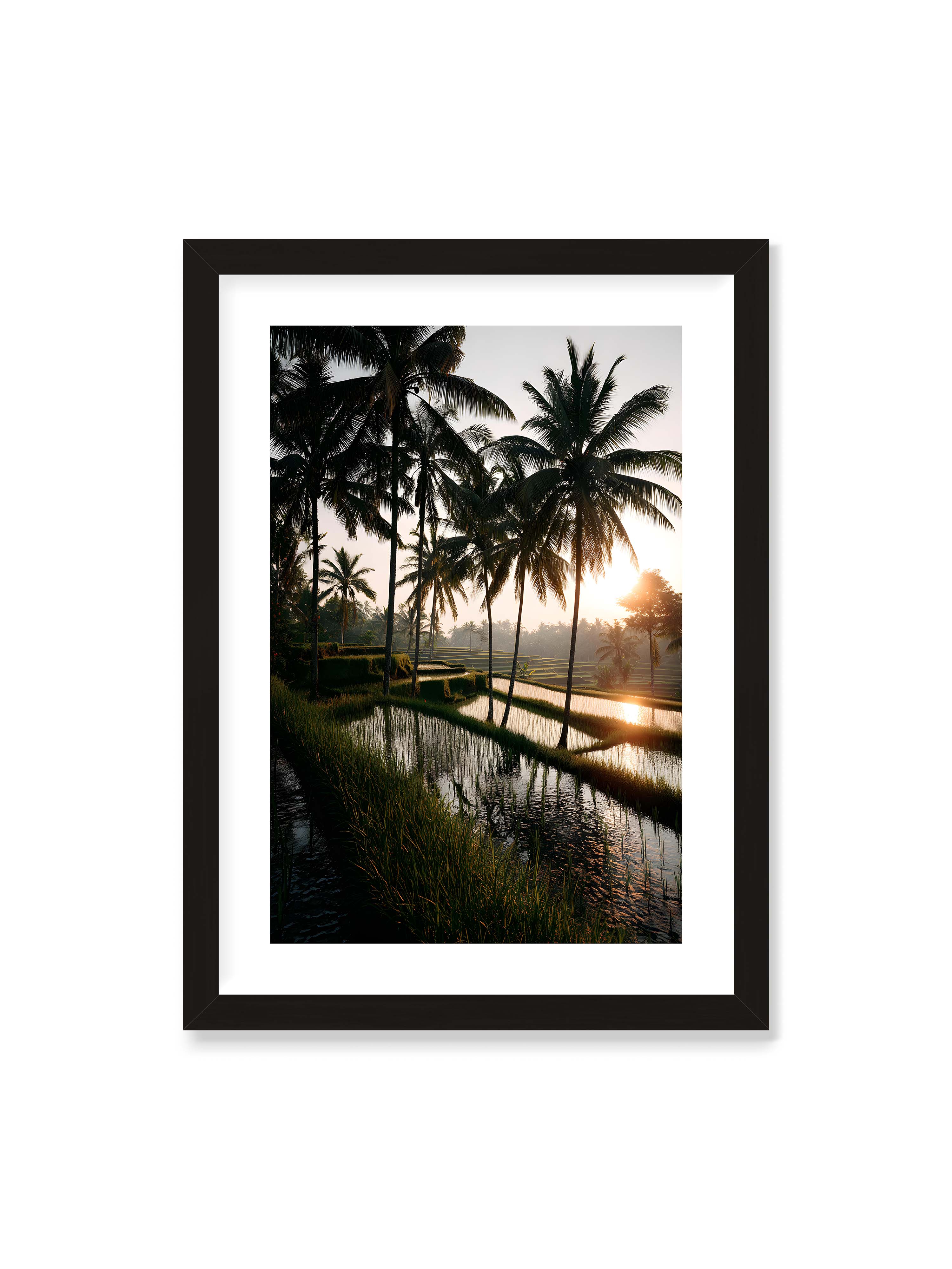 50x70 cm mit weißem Galerie-Rand mit schwarzem Rahmen – Tropische Reisfelder mit Palmen und einem goldenen Sonnenuntergang, der die Szene reflektiert.