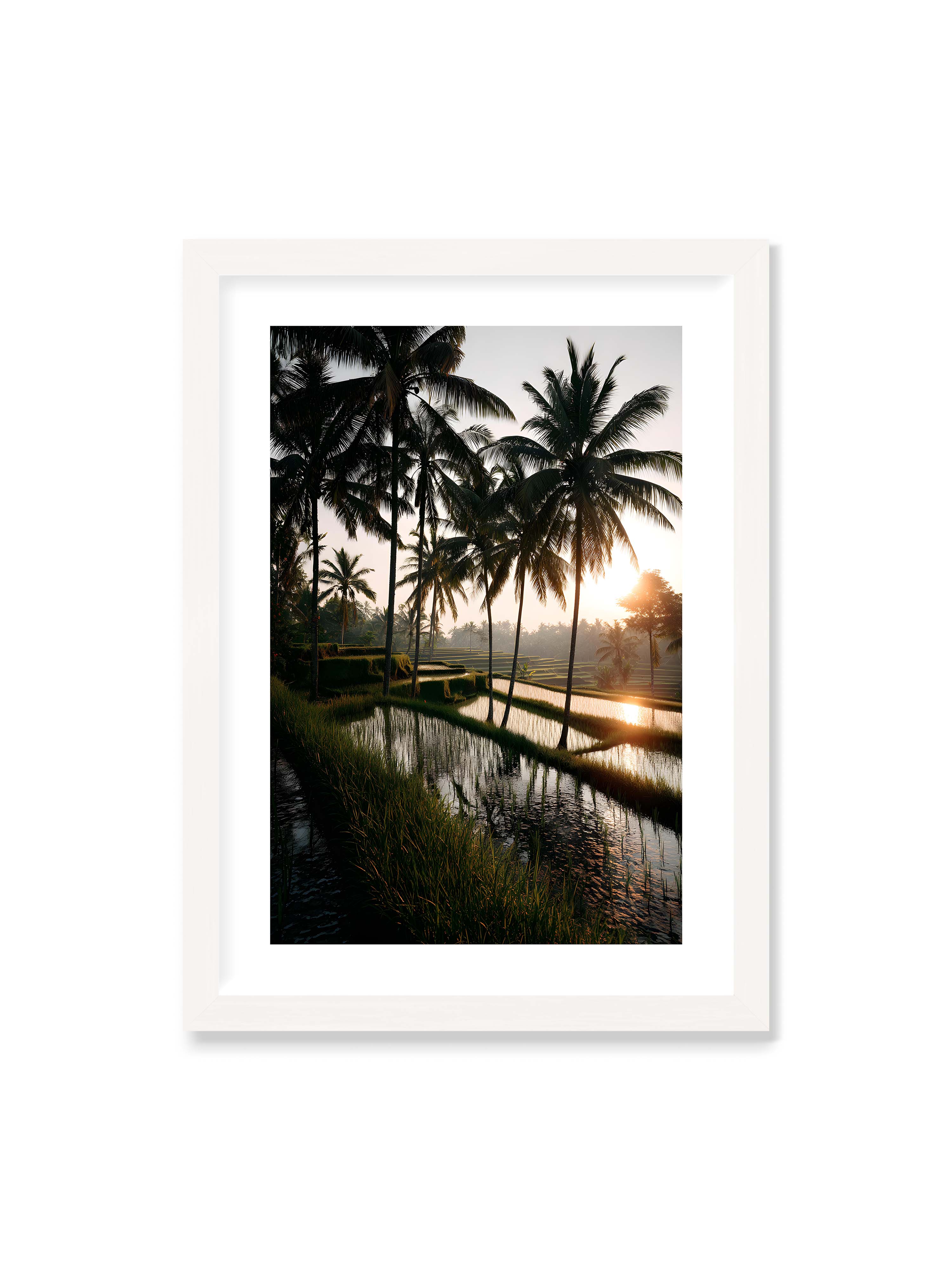 50x70 cm mit weißem Galerie-Rand mit weißem Rahmen – Tropische Reisfelder mit Palmen und einem goldenen Sonnenuntergang, der die Szene reflektiert.