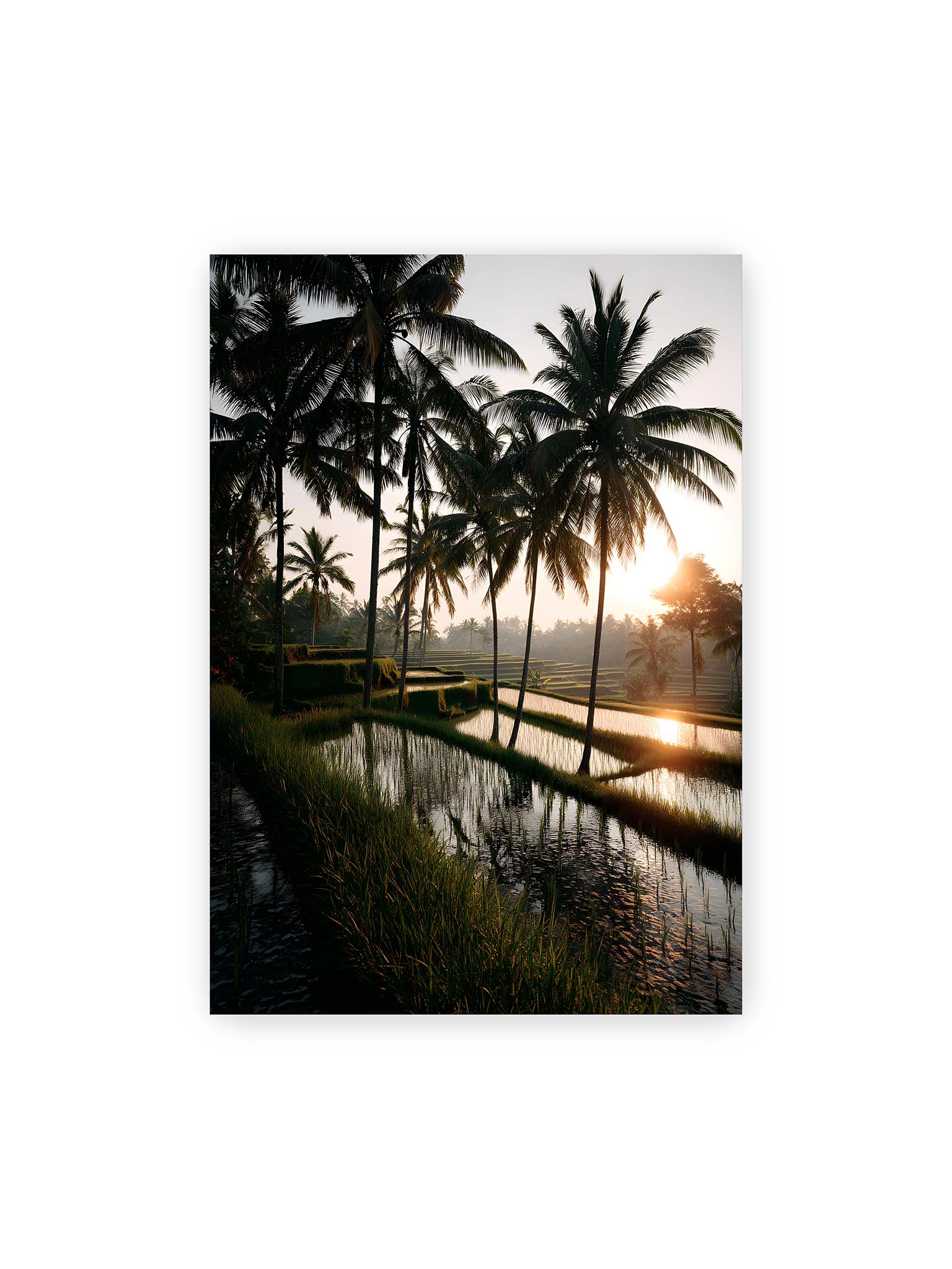 70x100 cm – Tropische Reisfelder mit Palmen und einem goldenen Sonnenuntergang, der die Szene reflektiert.