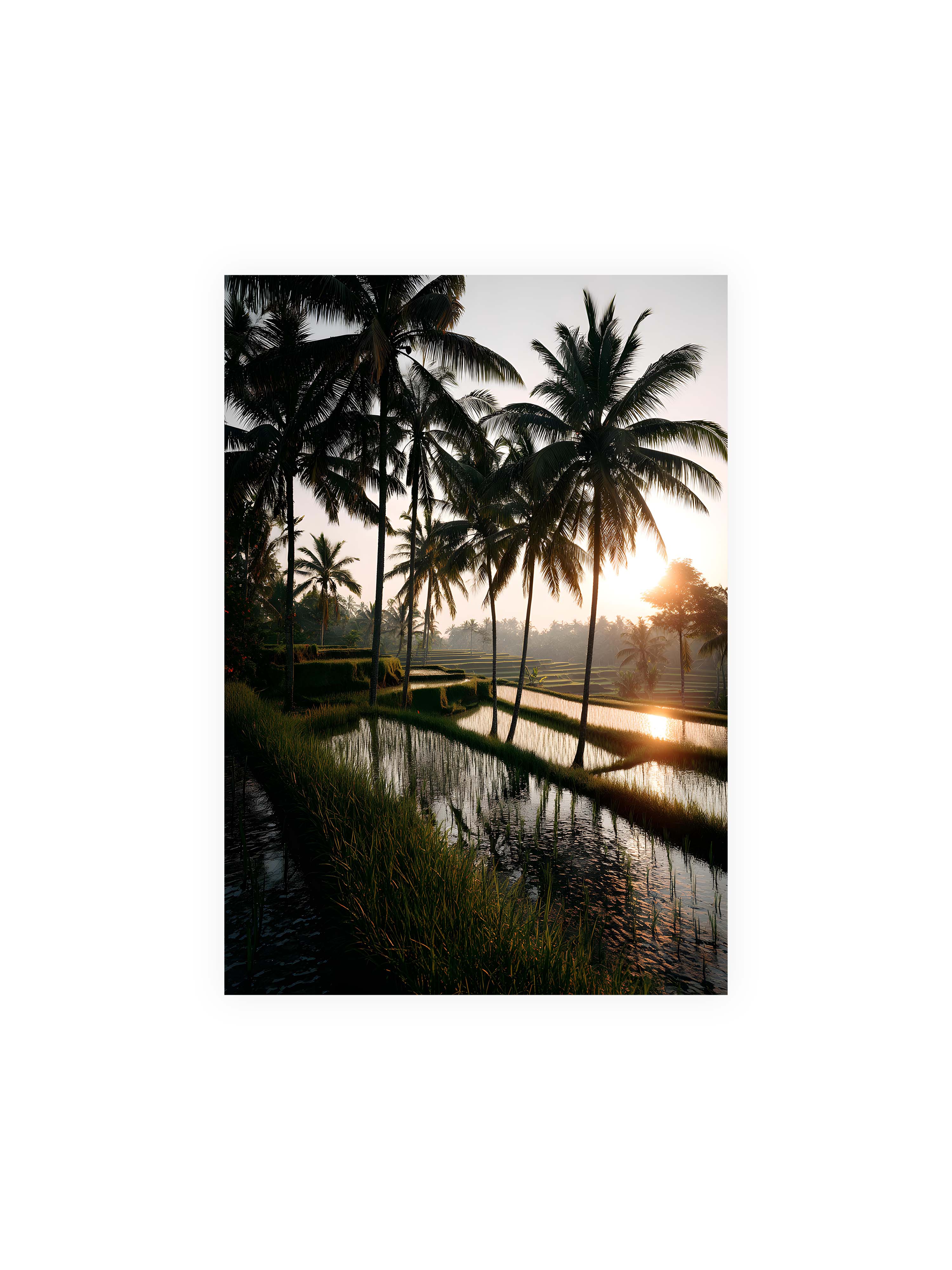70x100 cm ohne Galerie-Rand ohne Rahmen – Tropische Reisfelder mit Palmen und einem goldenen Sonnenuntergang, der die Szene reflektiert.