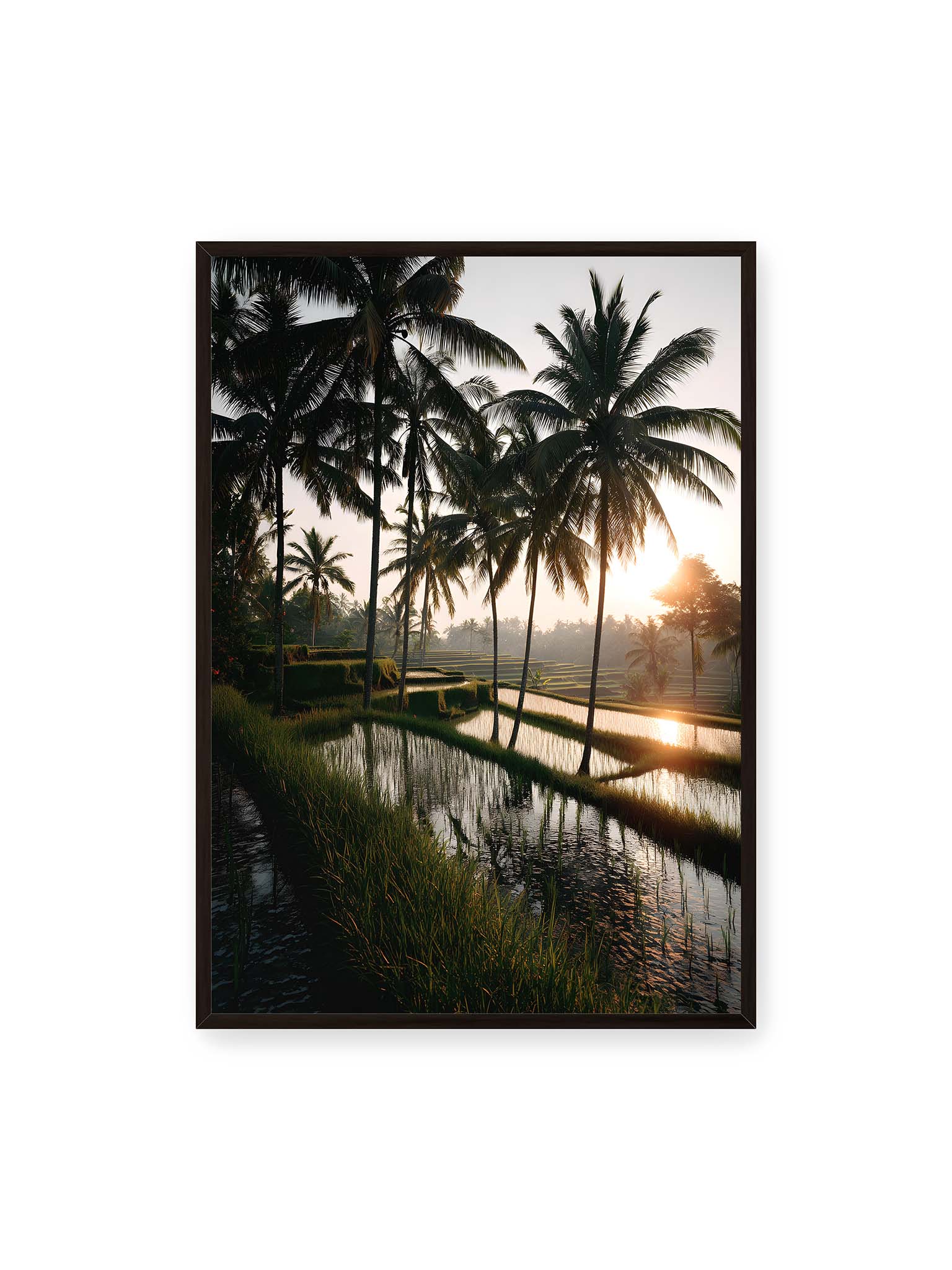 70x100 cm, schwarzer Rahmen – Tropische Reisfelder mit Palmen und einem goldenen Sonnenuntergang, der die Szene reflektiert.