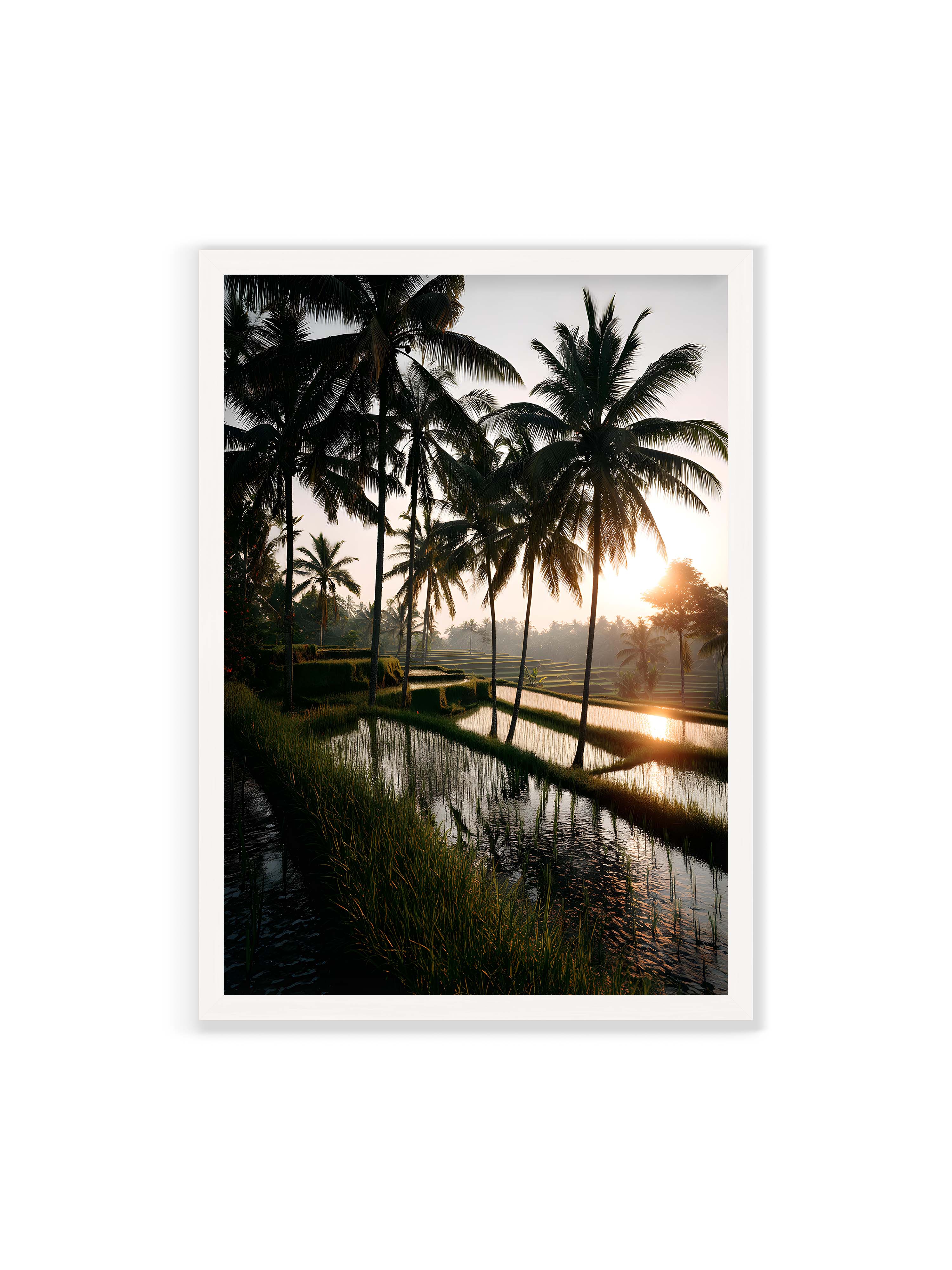 70x100 cm ohne Galerie-Rand mit weißem Rahmen – Tropische Reisfelder mit Palmen und einem goldenen Sonnenuntergang, der die Szene reflektiert.