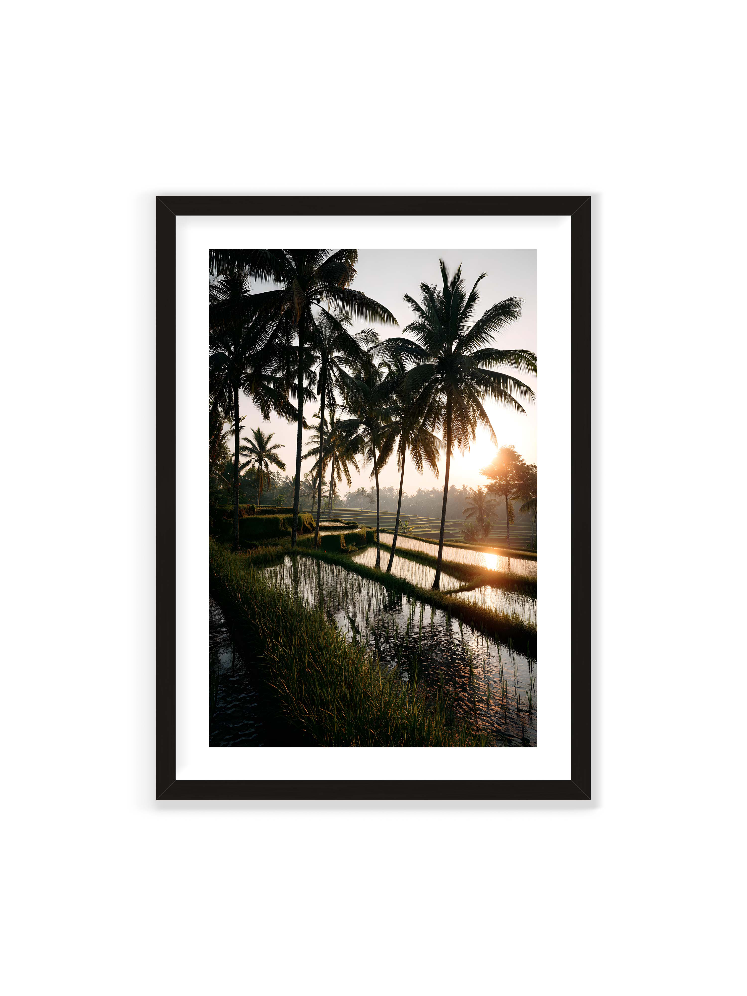 70x100 cm mit weißem Galerie-Rand mit schwarzem Rahmen – Tropische Reisfelder mit Palmen und einem goldenen Sonnenuntergang, der die Szene reflektiert.