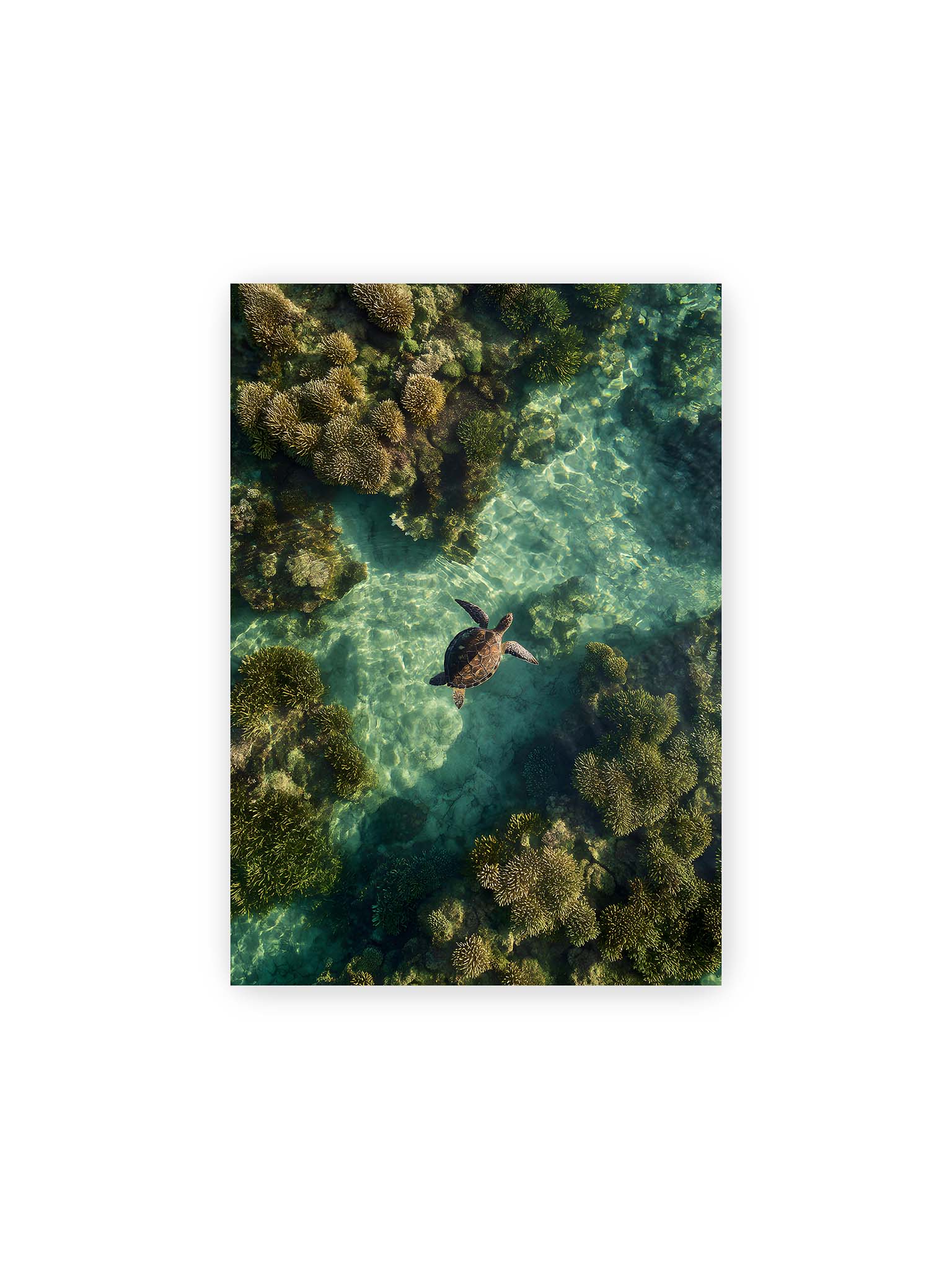 21x30 cm – Meeresschildkröte schwimmt über Korallenriff in klarem, lichtdurchzogenem Wasser aus der Vogelperspektive.