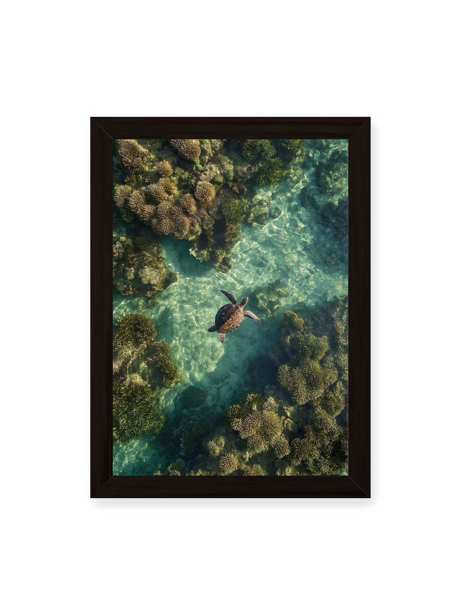 21x30 cm, schwarzer Rahmen – Meeresschildkröte schwimmt über Korallenriff in klarem, lichtdurchzogenem Wasser aus der Vogelperspektive.