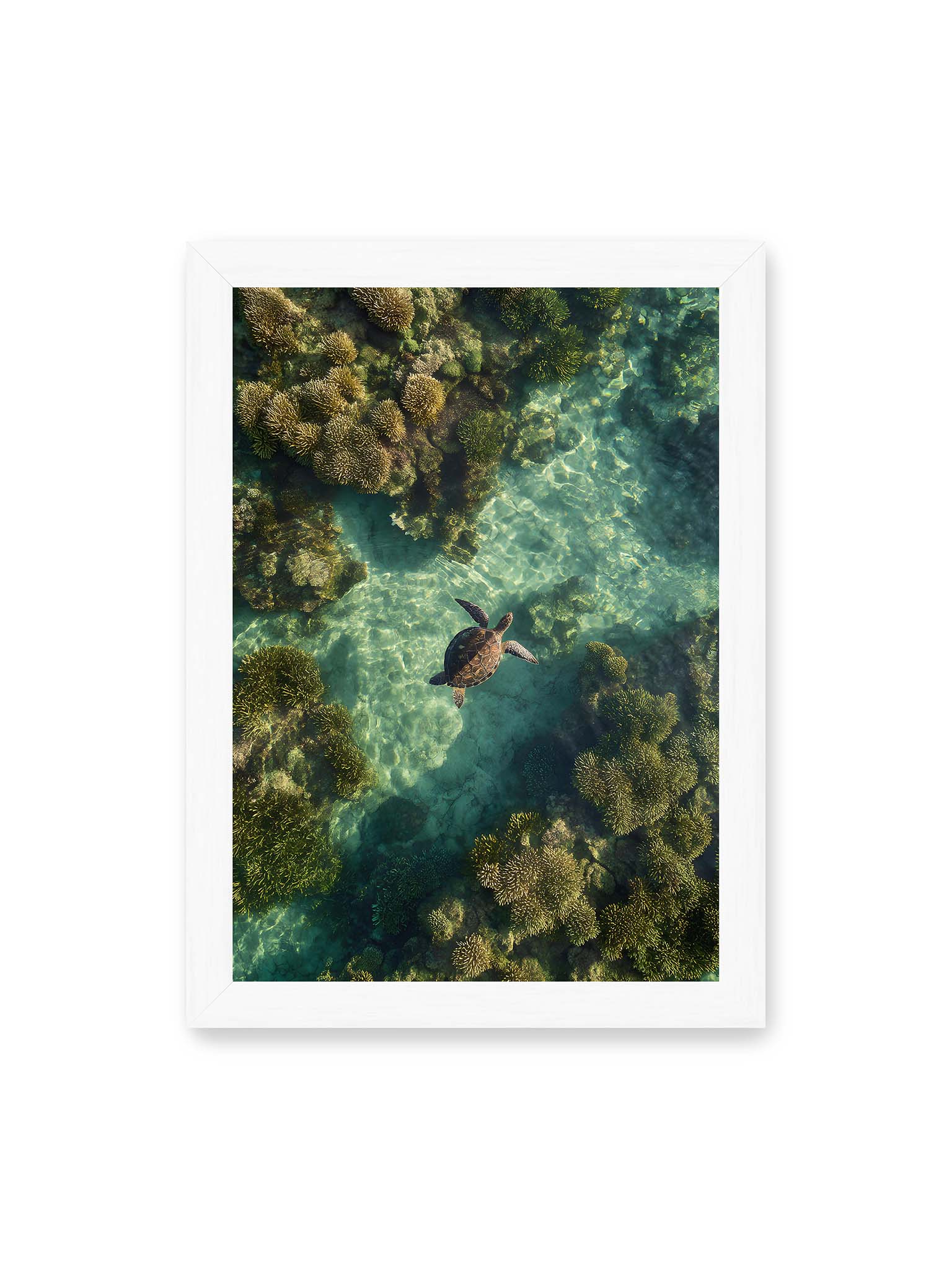 21x30 cm, weißer Rahmen – Meeresschildkröte schwimmt über Korallenriff in klarem, lichtdurchzogenem Wasser aus der Vogelperspektive.