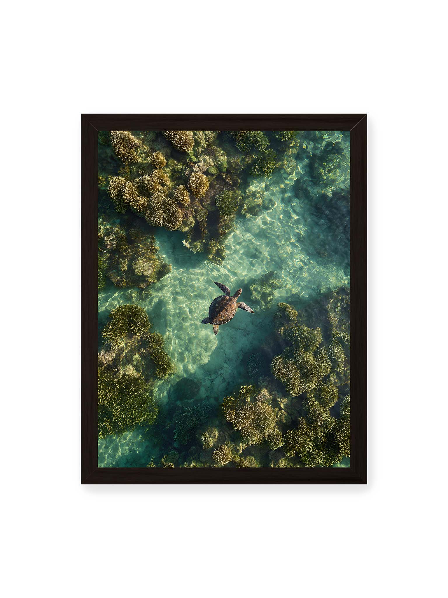 30x40 cm, schwarzer Rahmen – Meeresschildkröte schwimmt über Korallenriff in klarem, lichtdurchzogenem Wasser aus der Vogelperspektive.