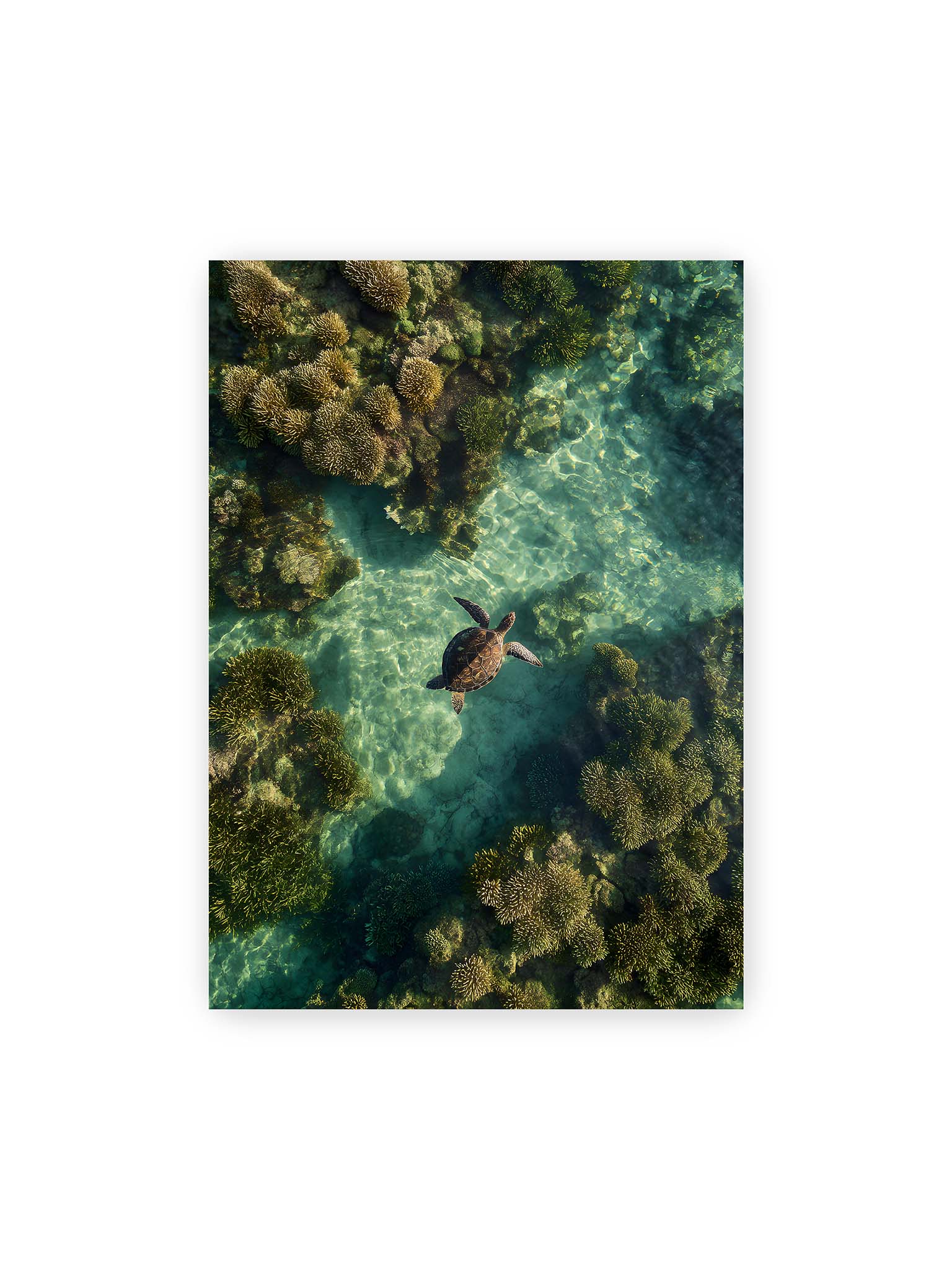 50x70 cm – Meeresschildkröte schwimmt über Korallenriff in klarem, lichtdurchzogenem Wasser aus der Vogelperspektive.