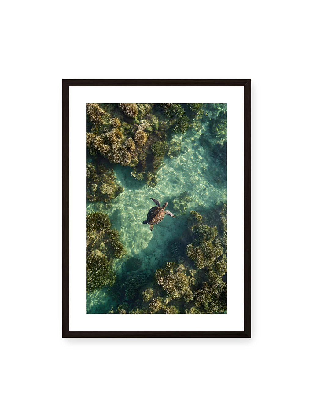 Between Light and Coral