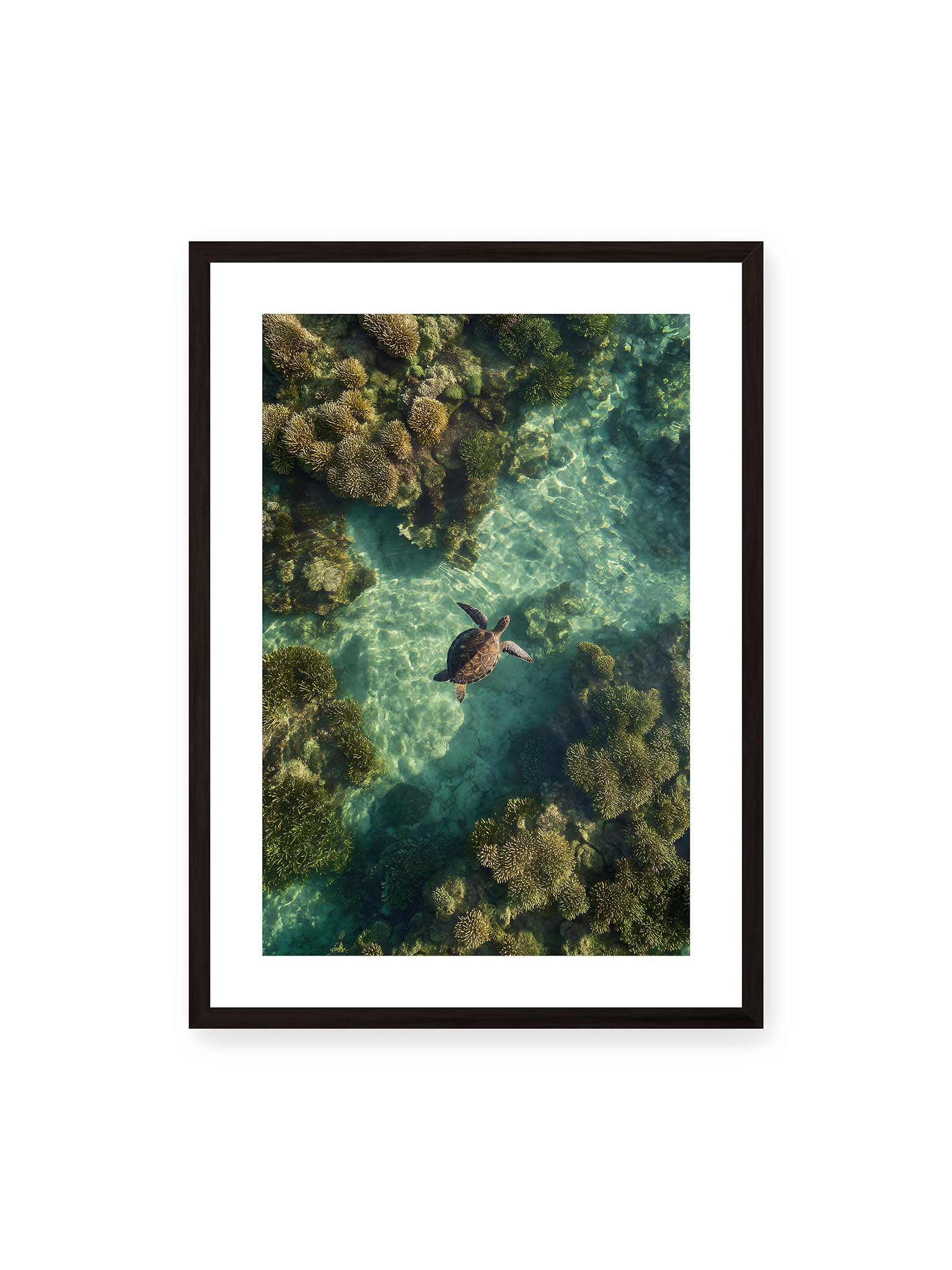 Between Light and Coral