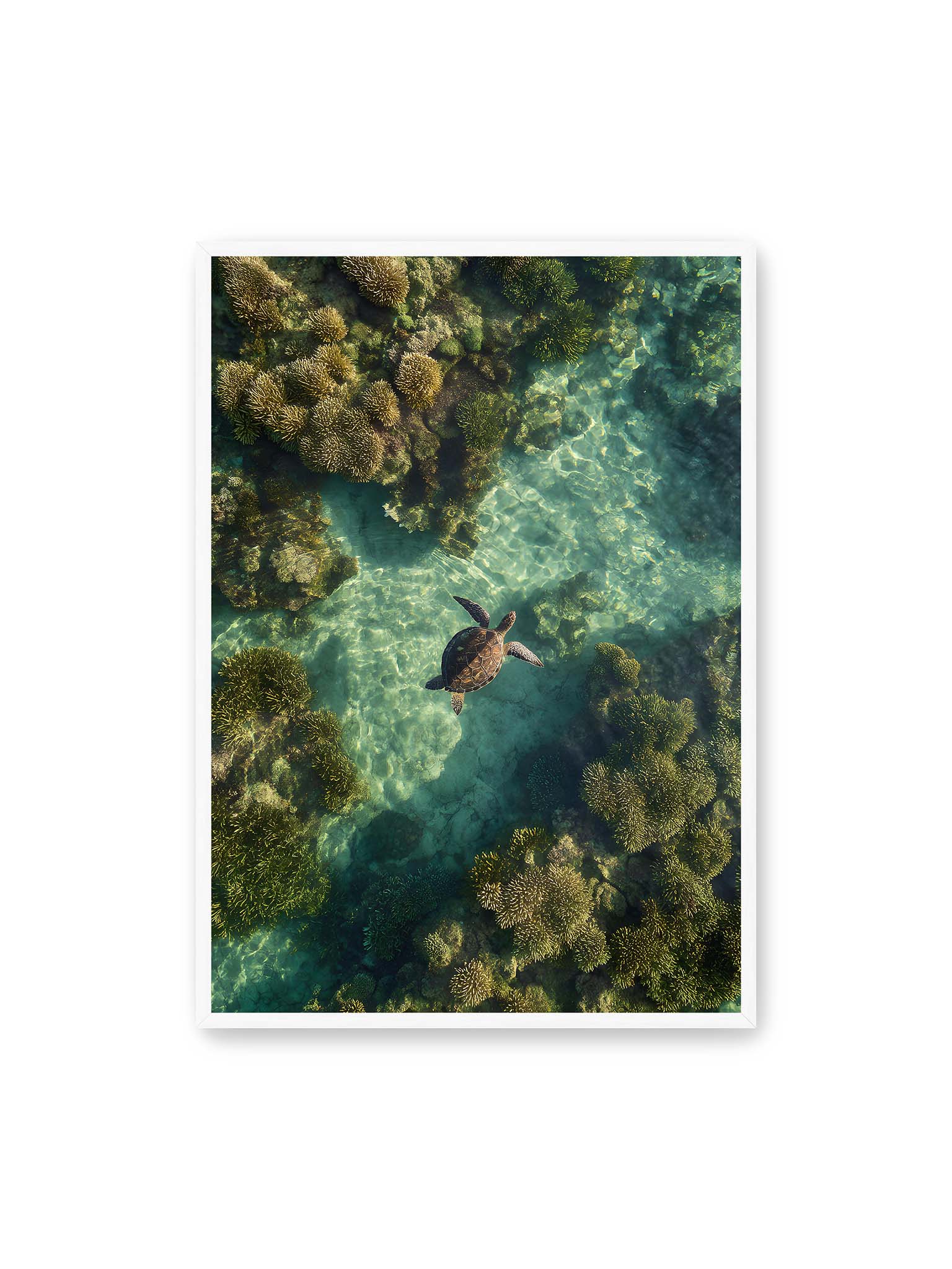 70x100 cm, weißer Rahmen – Meeresschildkröte schwimmt über Korallenriff in klarem, lichtdurchzogenem Wasser aus der Vogelperspektive.