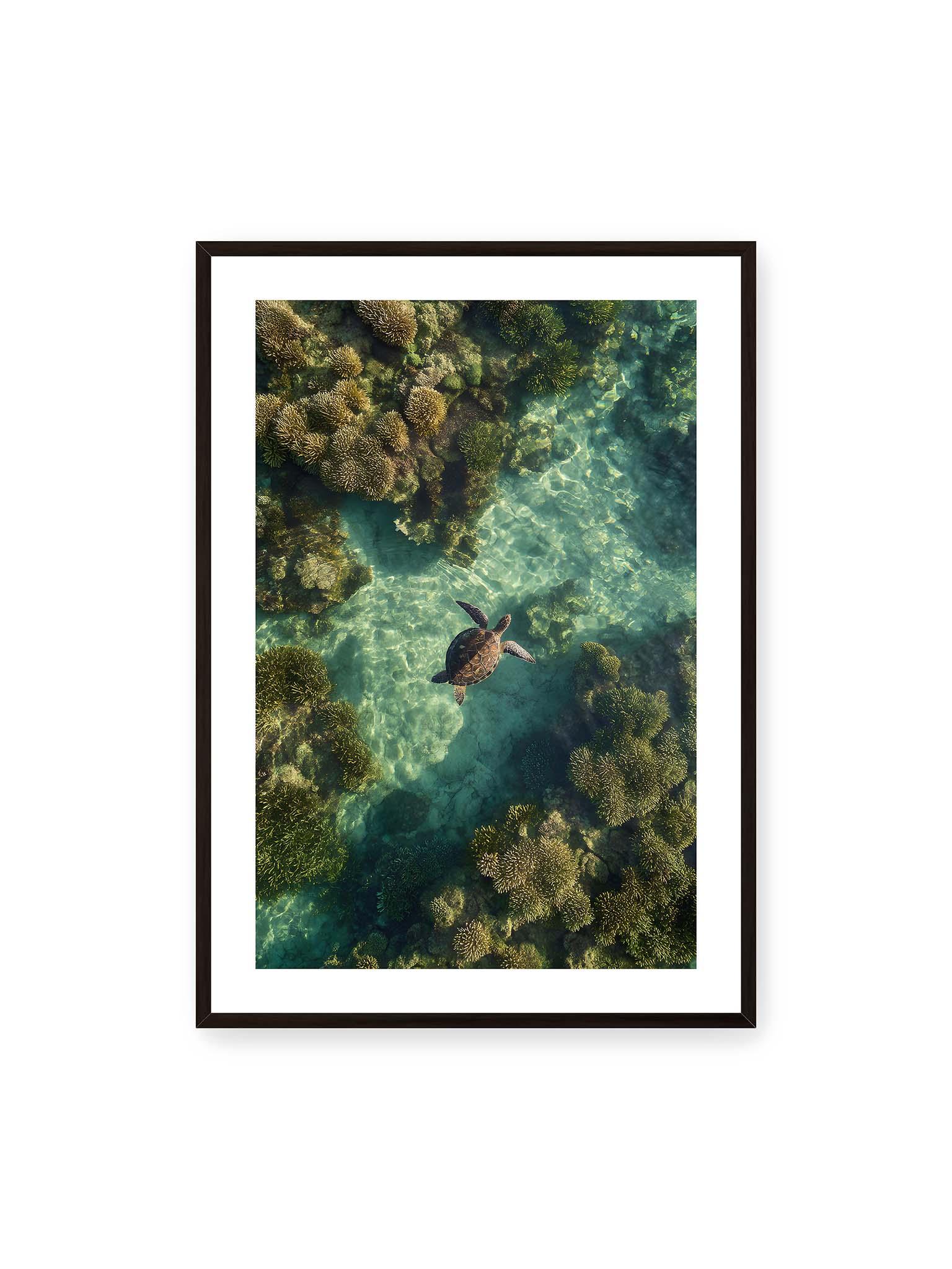 Between Light and Coral