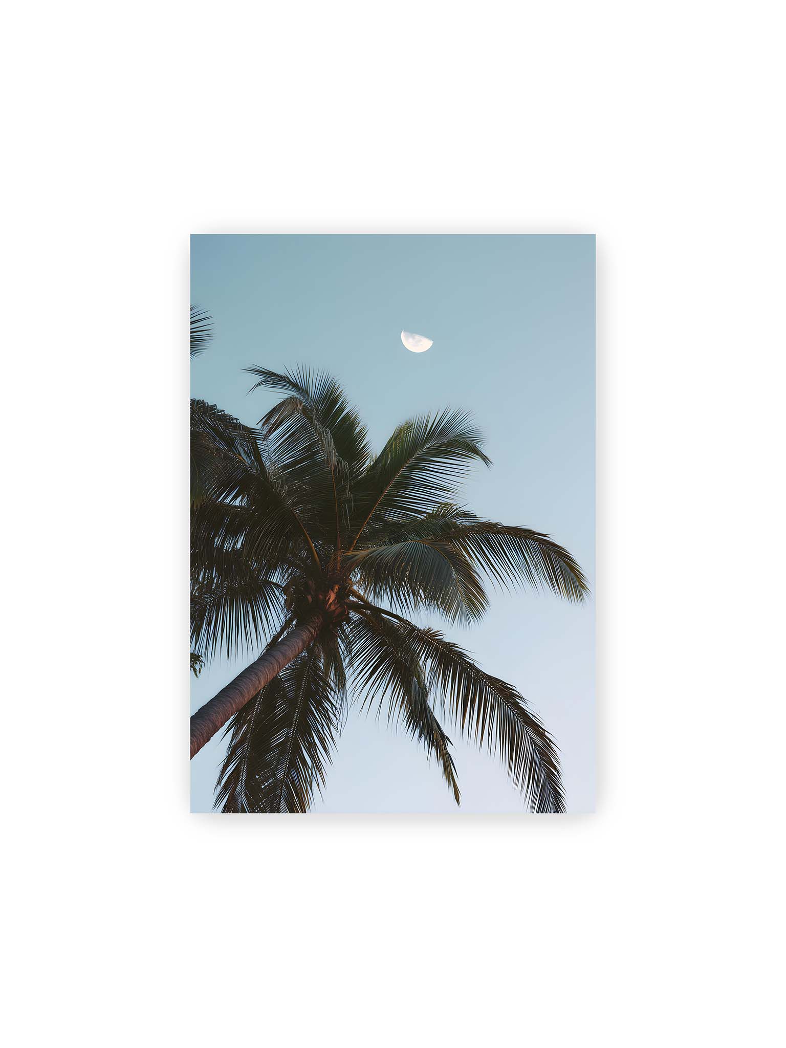 21x30 cm – Palme mit ausgebreiteten Blättern vor klarem Himmel unter dem sichtbarem Mond.
