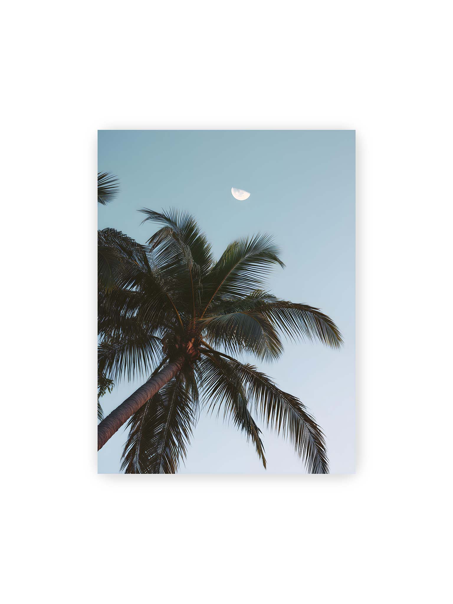 30x40 cm – Palme mit ausgebreiteten Blättern vor klarem Himmel unter dem sichtbarem Mond.