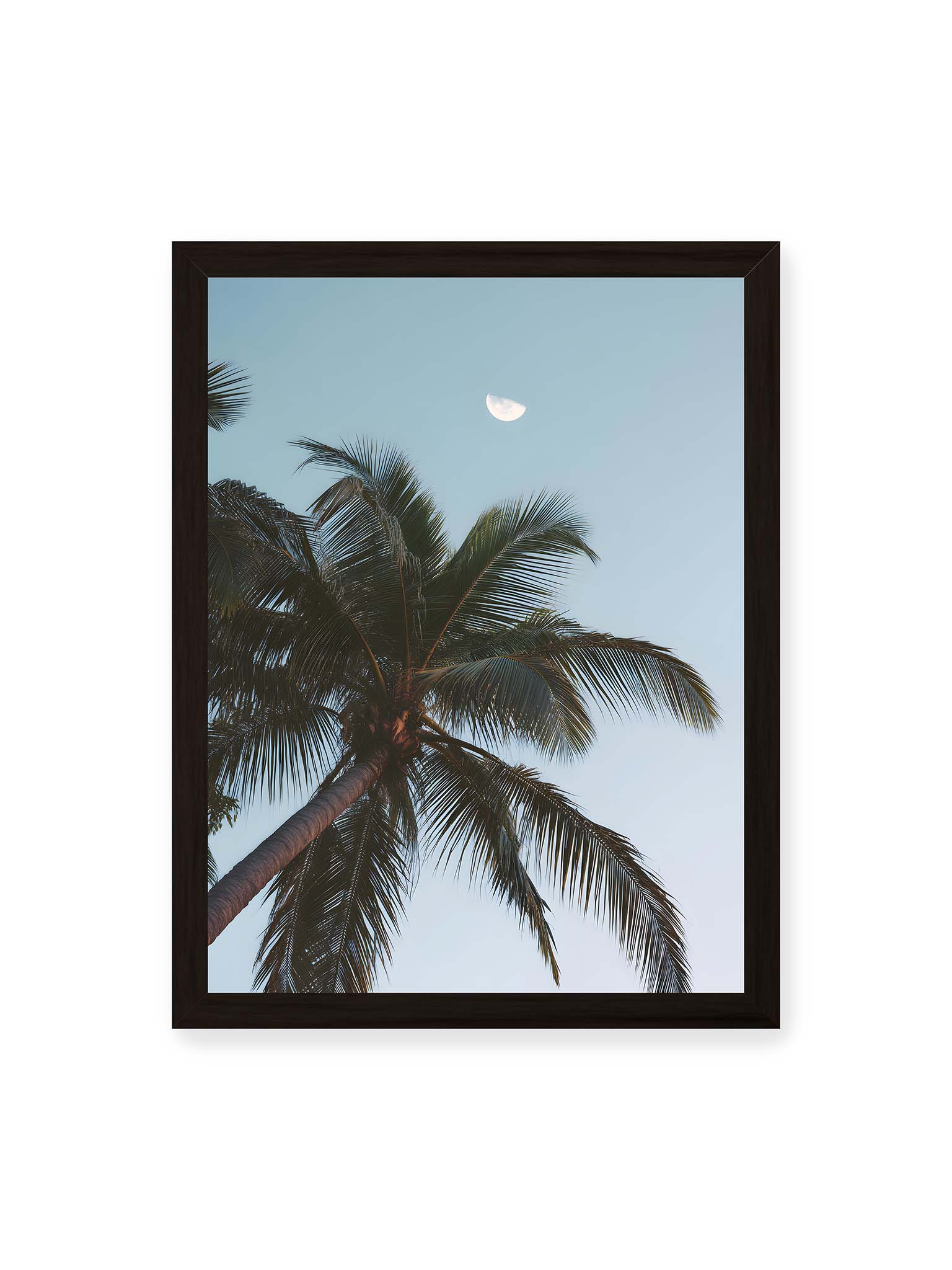 30x40 cm, schwarzer Rahmen – Palme mit ausgebreiteten Blättern vor klarem Himmel unter dem sichtbarem Mond.