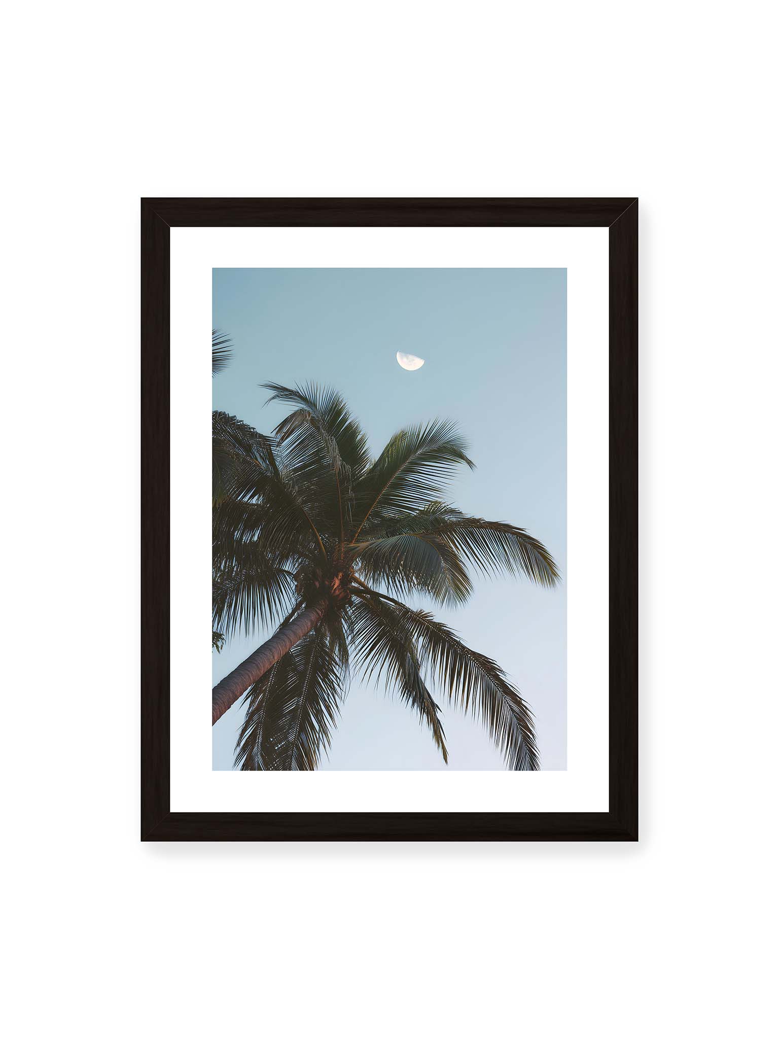30x40 cm, weißer Galerie-Rand, schwarzer Rahmen – Palme mit ausgebreiteten Blättern vor klarem Himmel unter dem sichtbarem Mond.