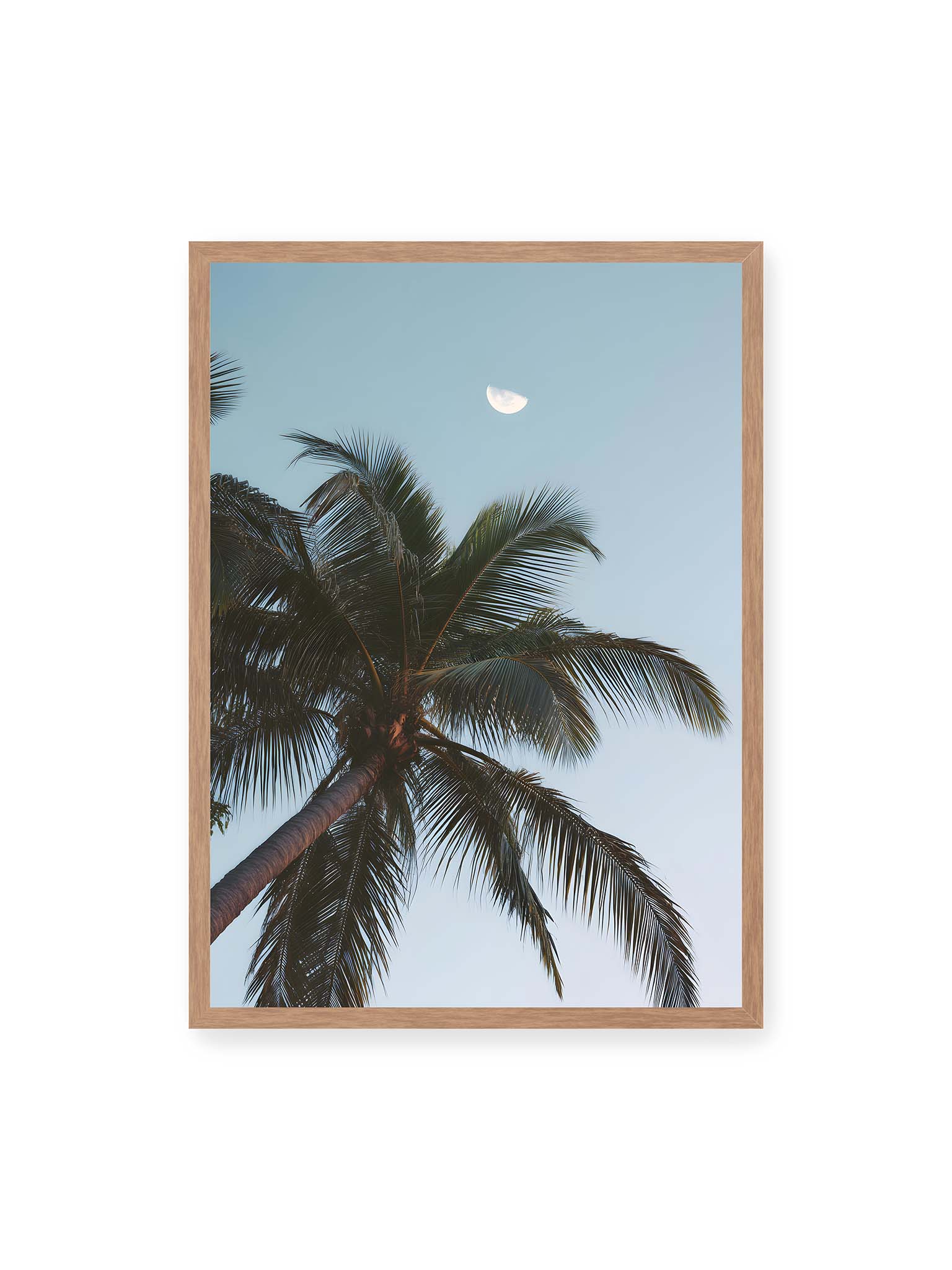 50x70 cm, Eichenrahmen – Palme mit ausgebreiteten Blättern vor klarem Himmel unter dem sichtbarem Mond.