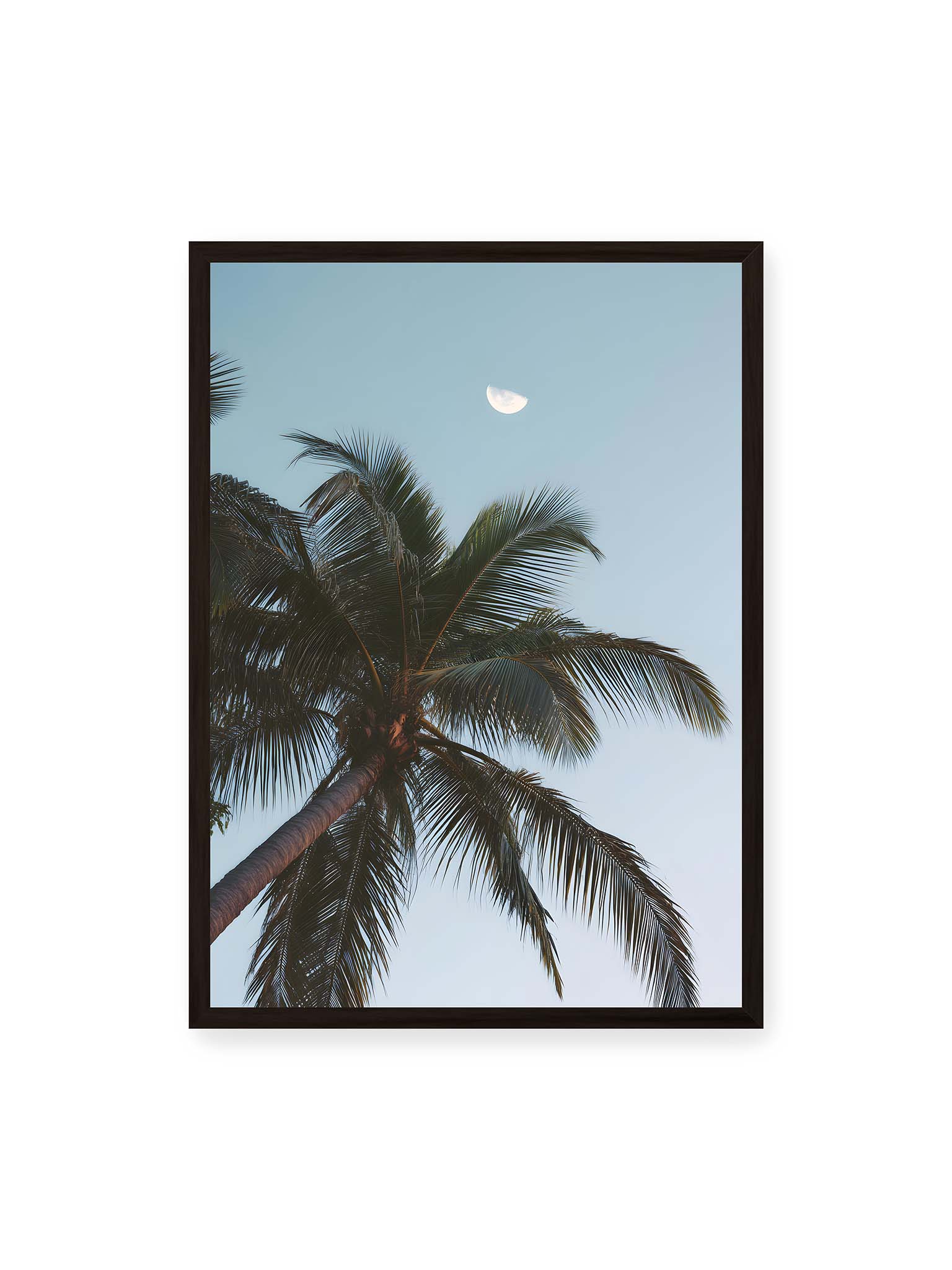 50x70 cm, schwarzer Rahmen – Palme mit ausgebreiteten Blättern vor klarem Himmel unter dem sichtbarem Mond.