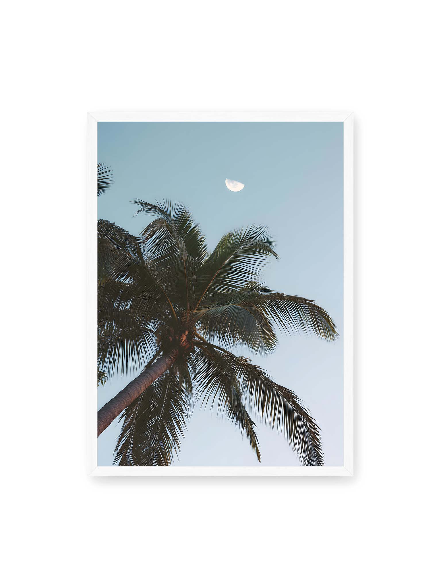 50x70 cm, weißer Rahmen – Palme mit ausgebreiteten Blättern vor klarem Himmel unter dem sichtbarem Mond.