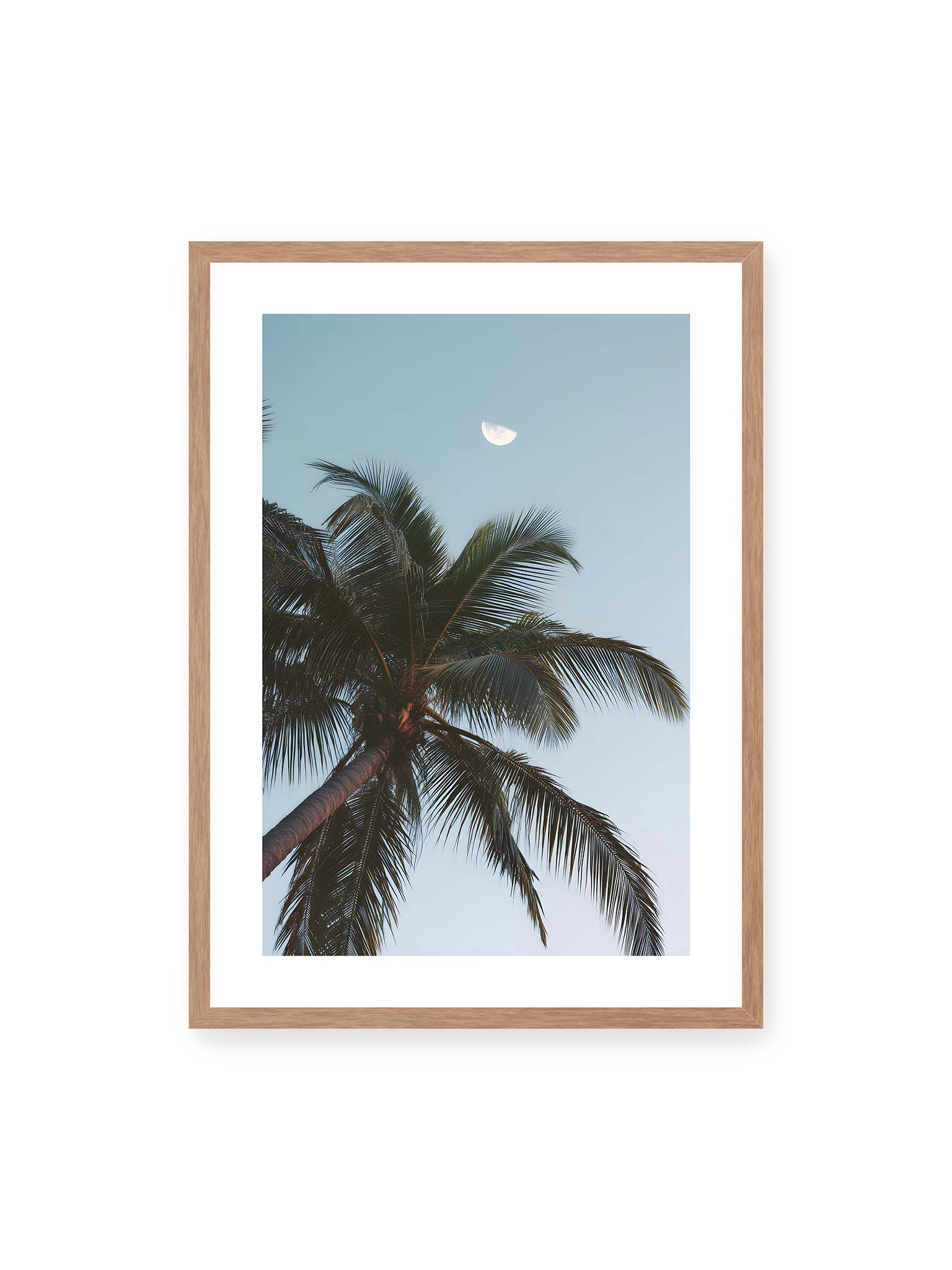 50x70 cm, weißer Galerie-Rand, Eichenrahmen – Palme mit ausgebreiteten Blättern vor klarem Himmel unter dem sichtbarem Mond.