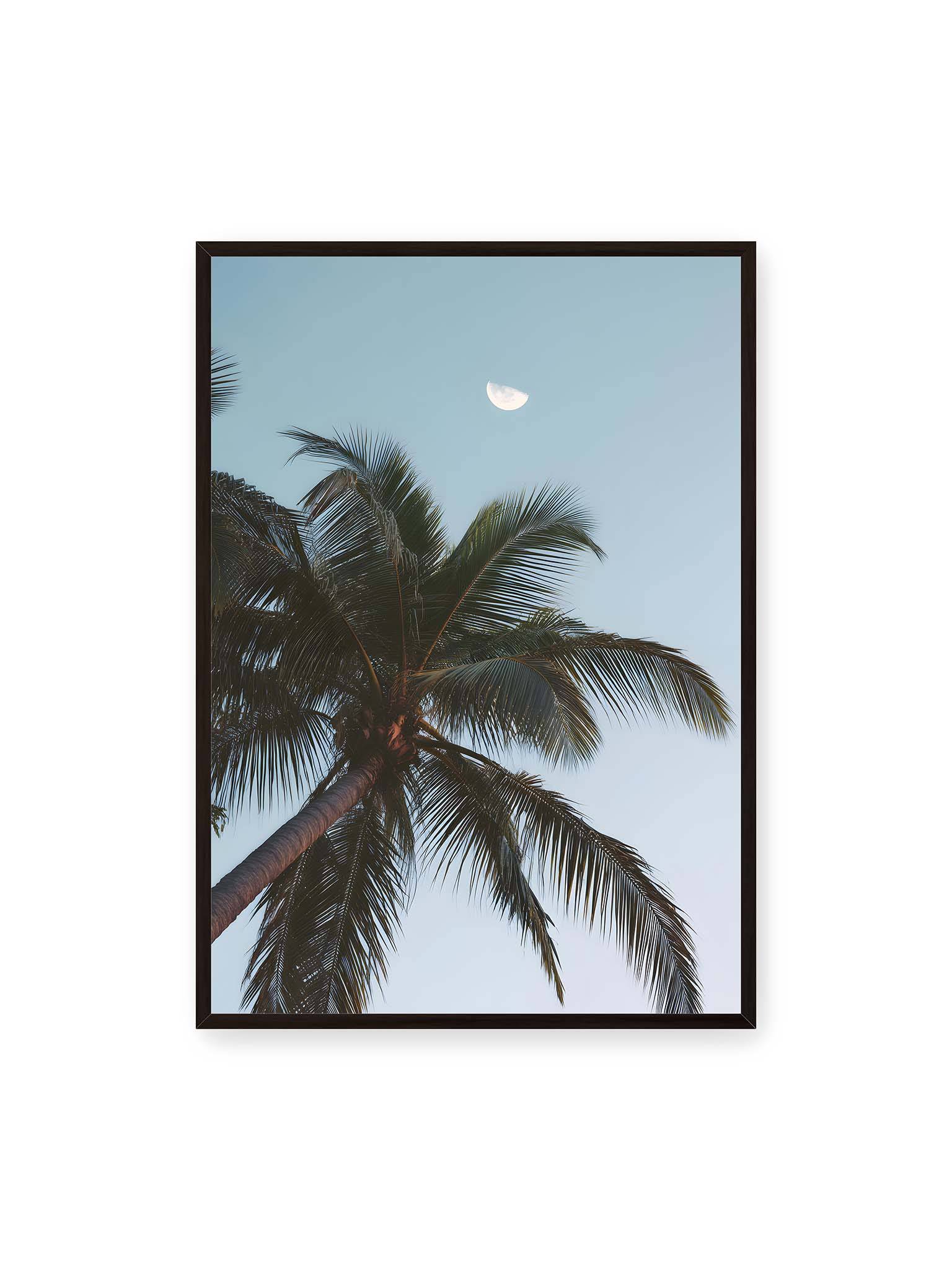 70x100 cm, schwarzer Rahmen – Palme mit ausgebreiteten Blättern vor klarem Himmel unter dem sichtbarem Mond.