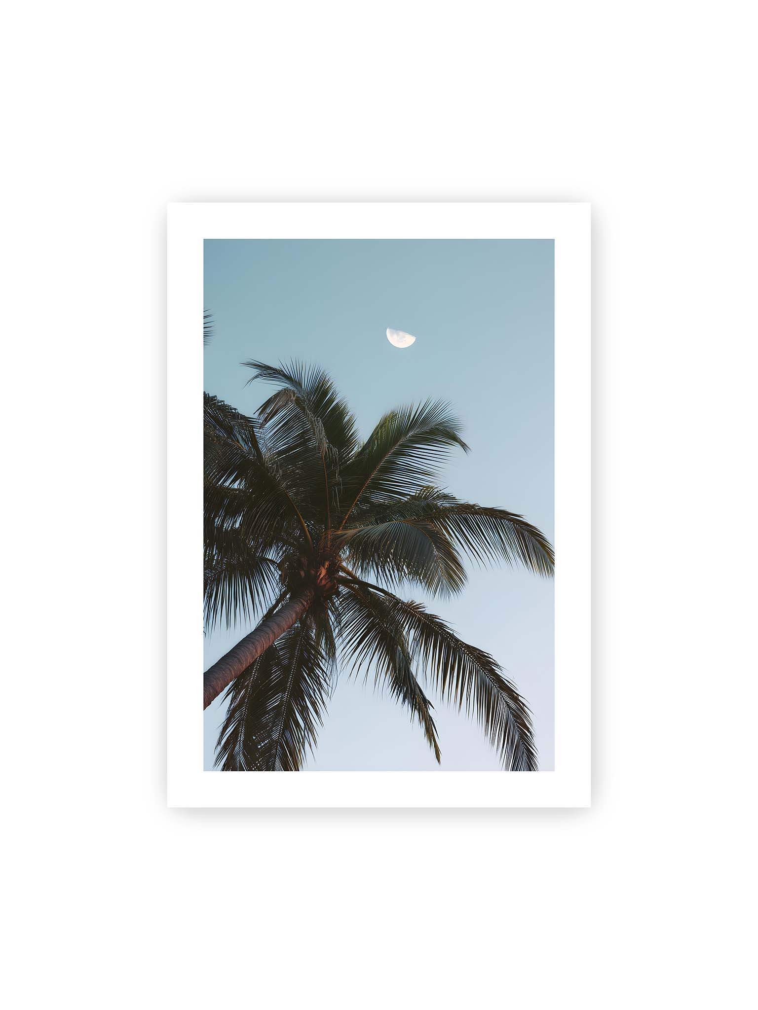 70x100 cm, weißer Galerie-Rand – Palme mit ausgebreiteten Blättern vor klarem Himmel unter dem sichtbarem Mond.