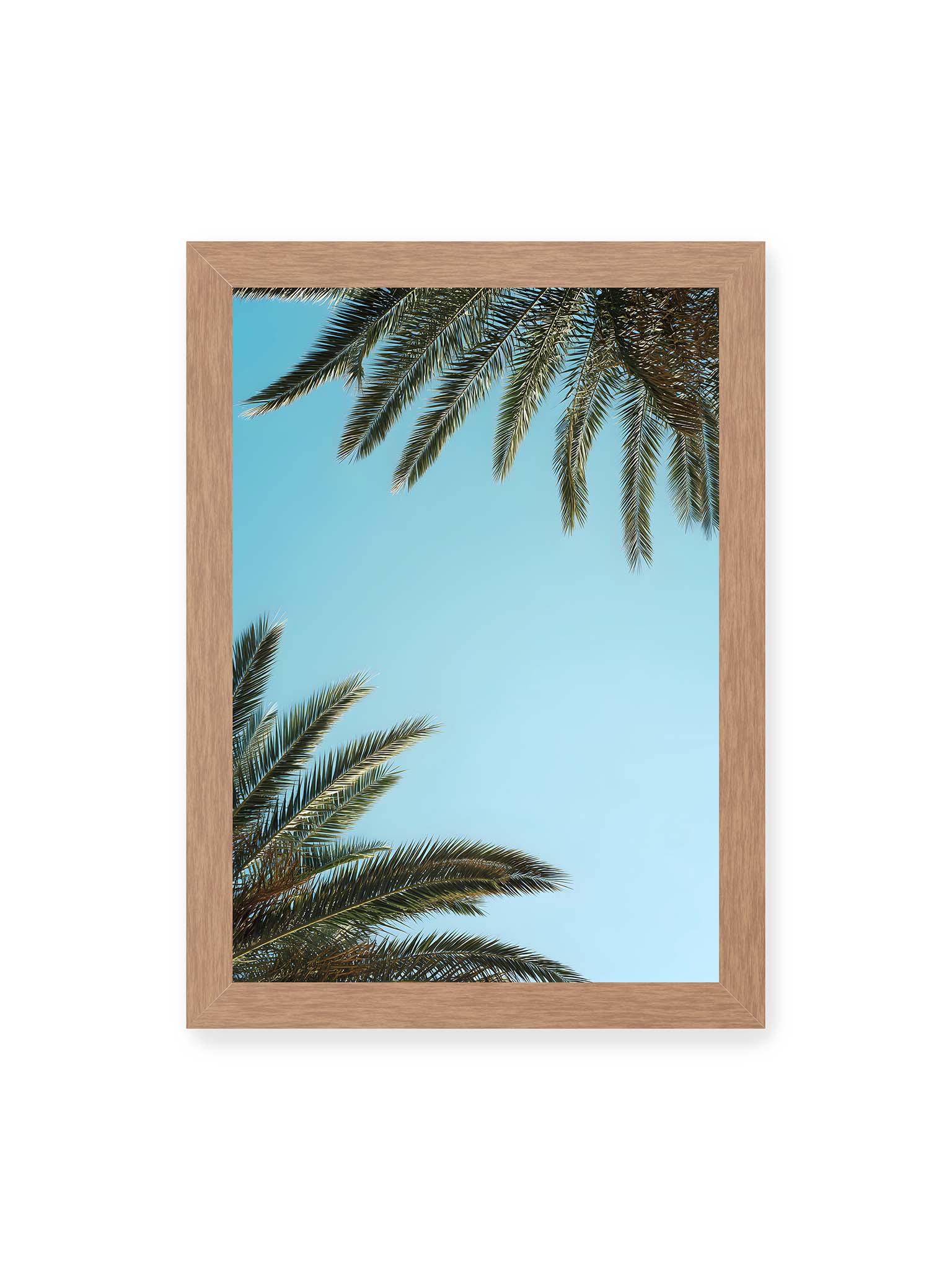 21x30 cm, Eichenrahmen – Palmwedel rahmen den offenen blauen Himmel mit viel freiem Raum ein.