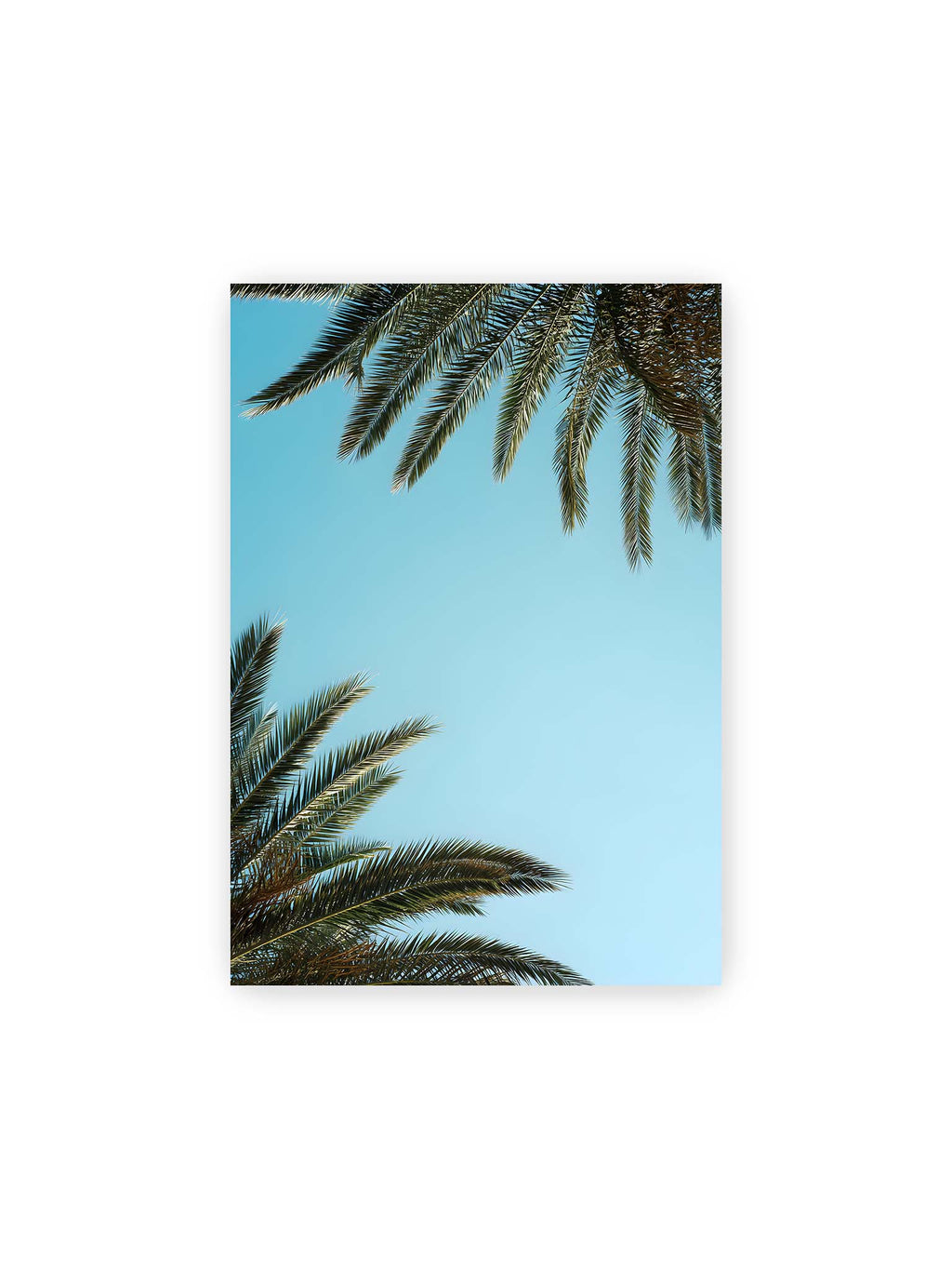 21x30 cm – Palmwedel rahmen den offenen blauen Himmel mit viel freiem Raum ein.