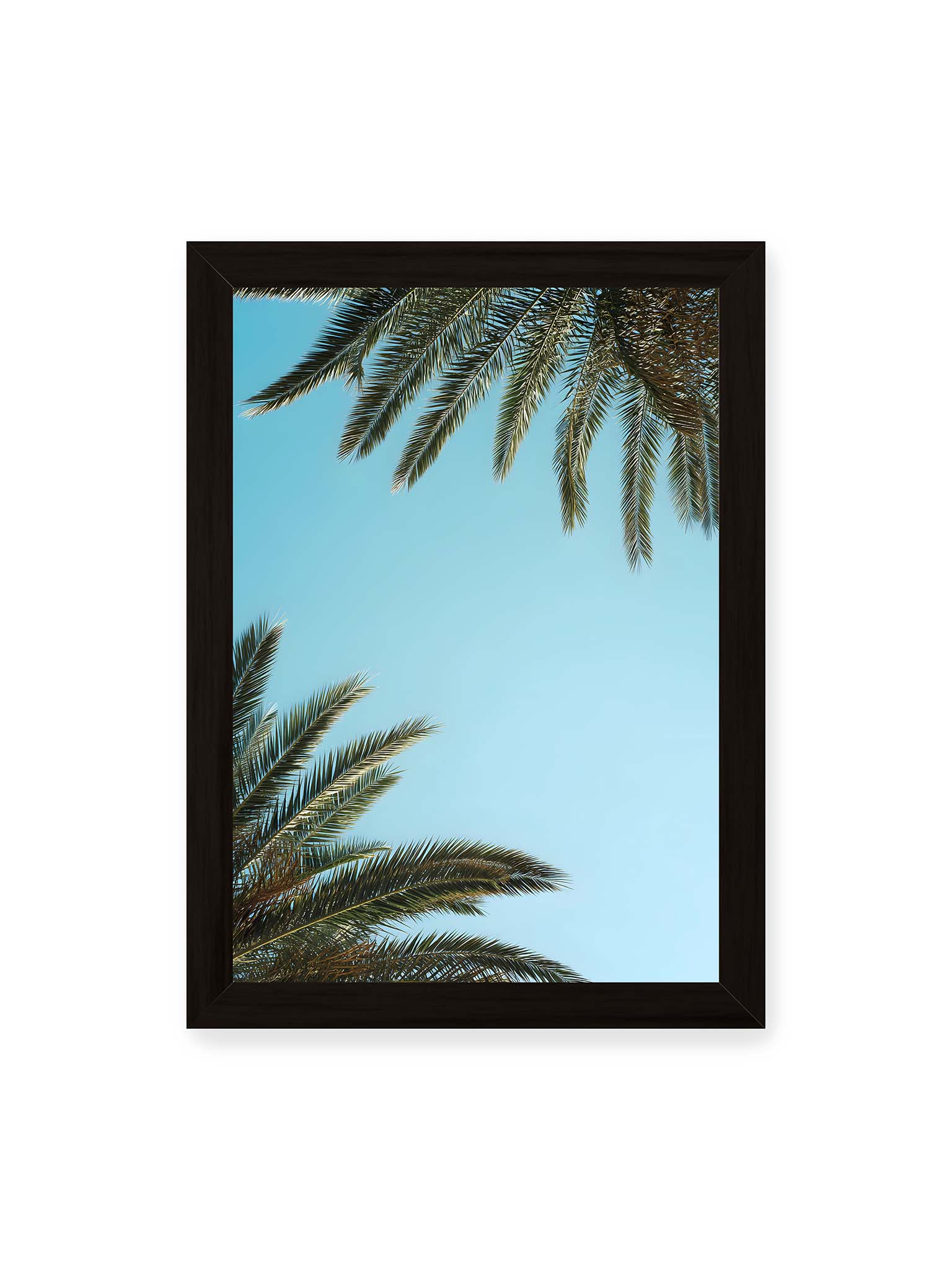 21x30 cm, schwarzer Rahmen – Palmwedel rahmen den offenen blauen Himmel mit viel freiem Raum ein.