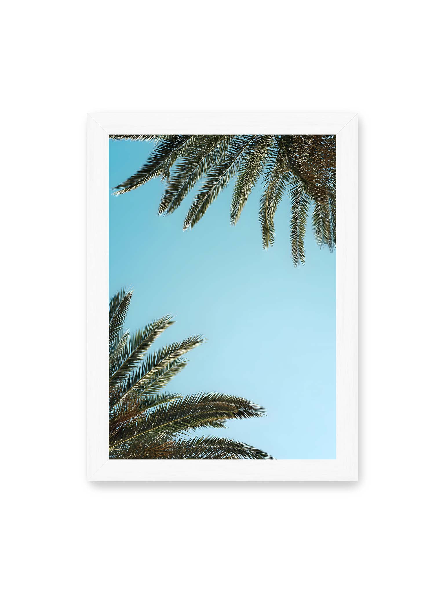 21x30 cm, weißer Rahmen – Palmwedel rahmen den offenen blauen Himmel mit viel freiem Raum ein.