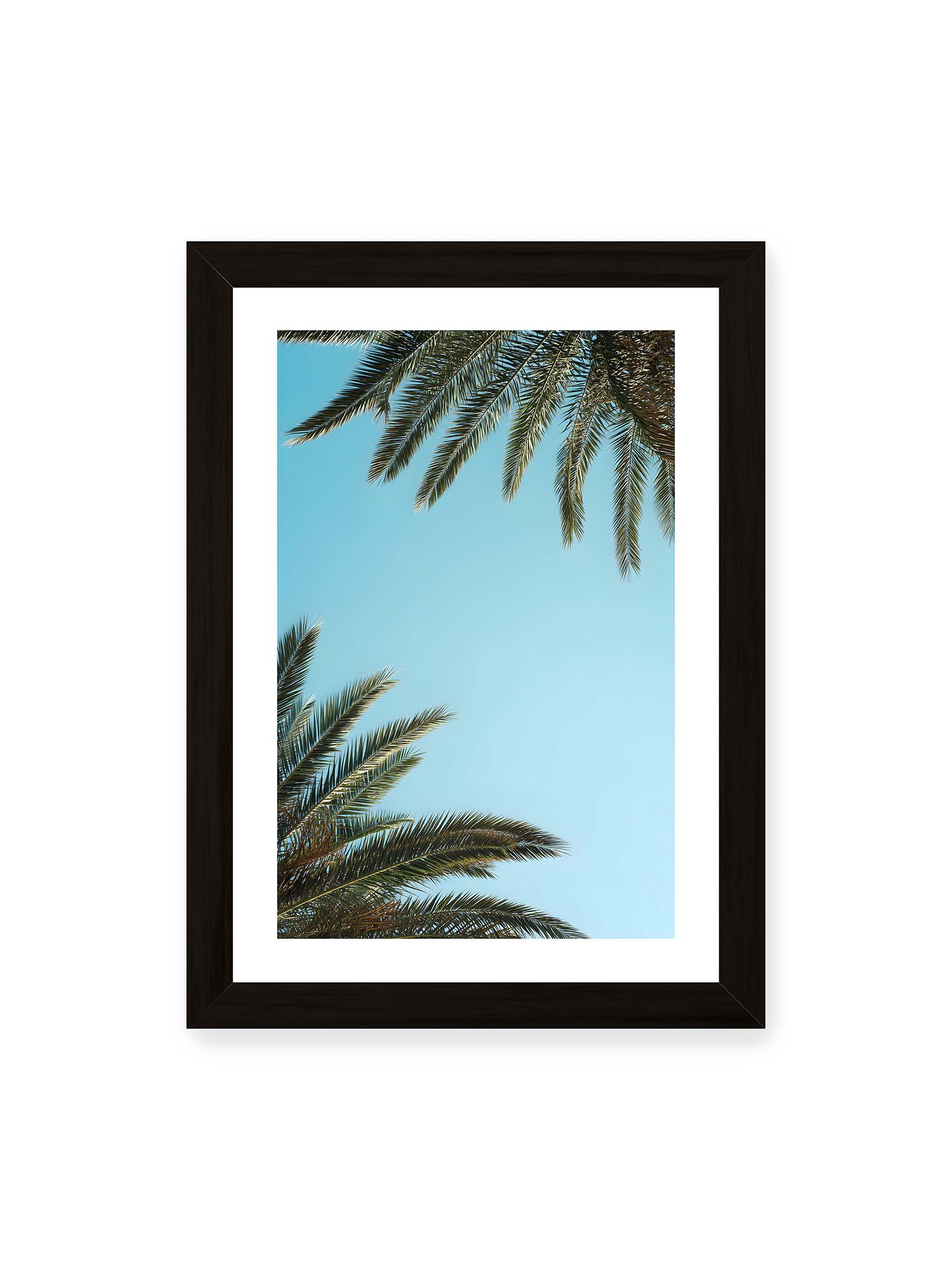 21x30 cm, weißer Galerie-Rand, schwarzer Rahmen – Palmwedel rahmen den offenen blauen Himmel mit viel freiem Raum ein.