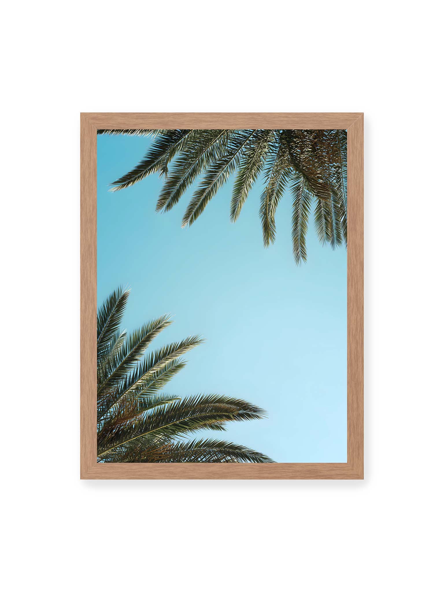 30x40 cm, Eichenrahmen – Palmwedel rahmen den offenen blauen Himmel mit viel freiem Raum ein.