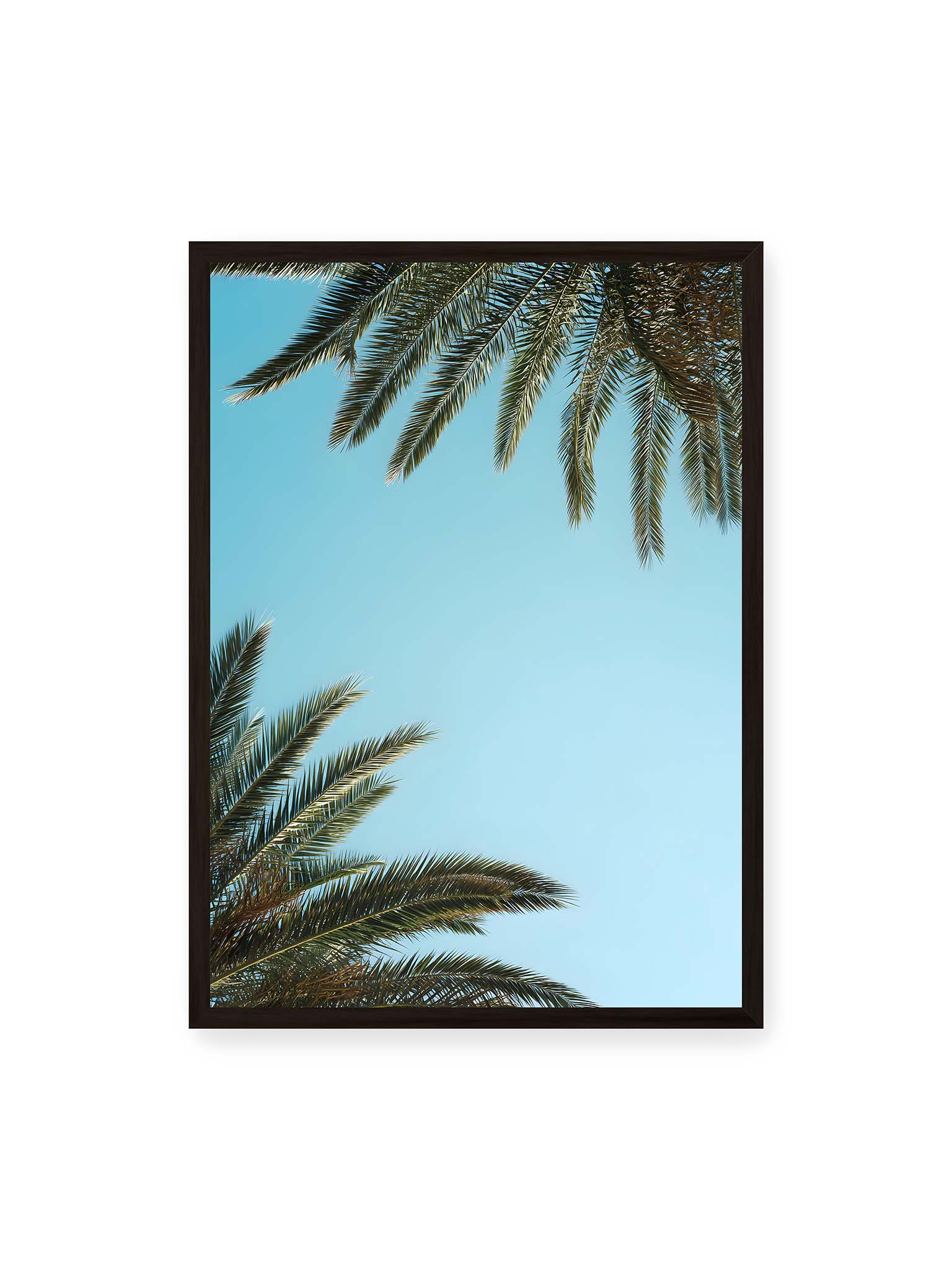 50x70 cm, schwarzer Rahmen – Palmwedel rahmen den offenen blauen Himmel mit viel freiem Raum ein.