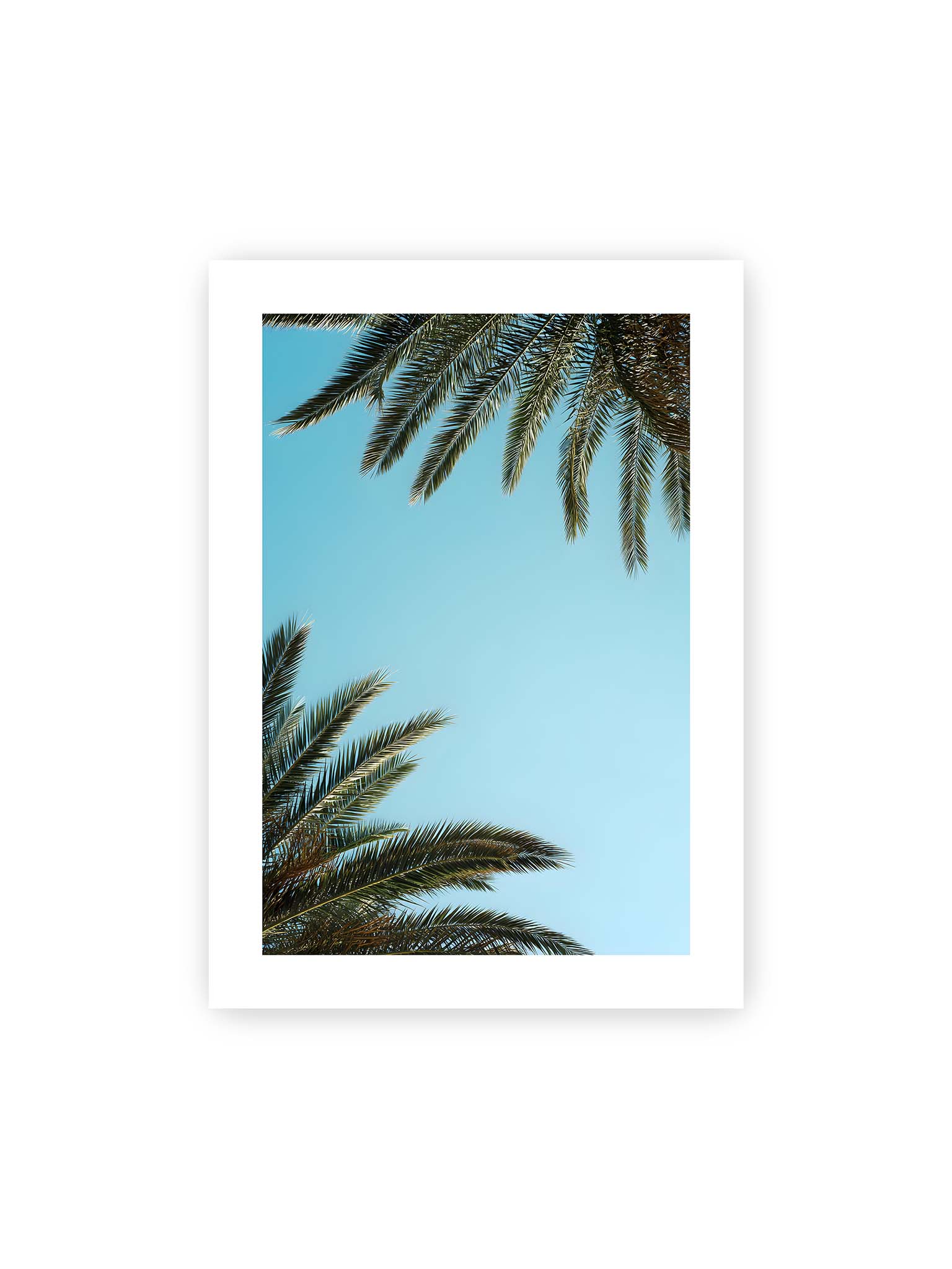 50x70 cm, weißer Galerie-Rand – Palmwedel rahmen den offenen blauen Himmel mit viel freiem Raum ein.