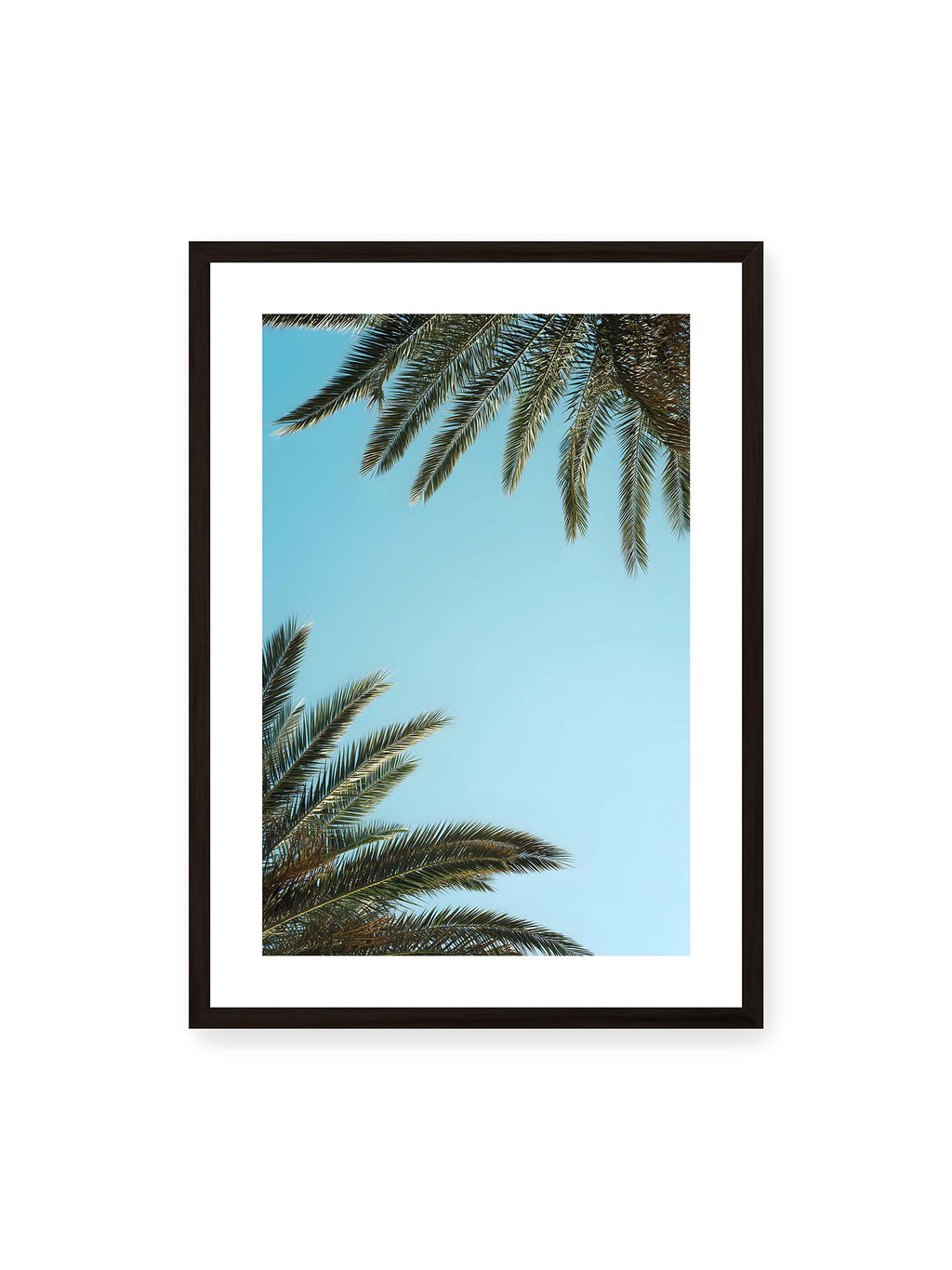 Sky Between Fronds