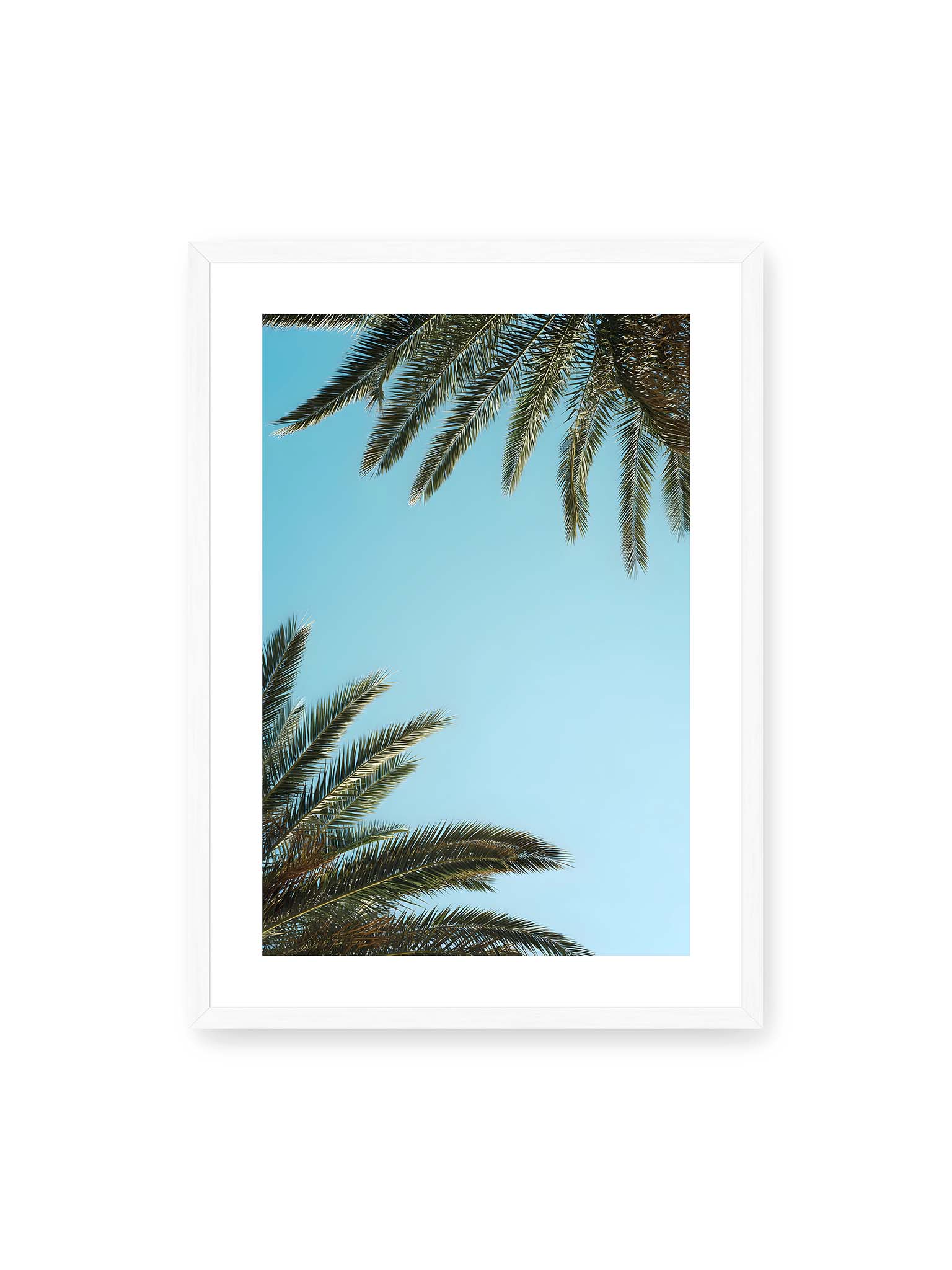 50x70 cm, weißer Galerie-Rand, weißer Rahmen – Palmwedel rahmen den offenen blauen Himmel mit viel freiem Raum ein.
