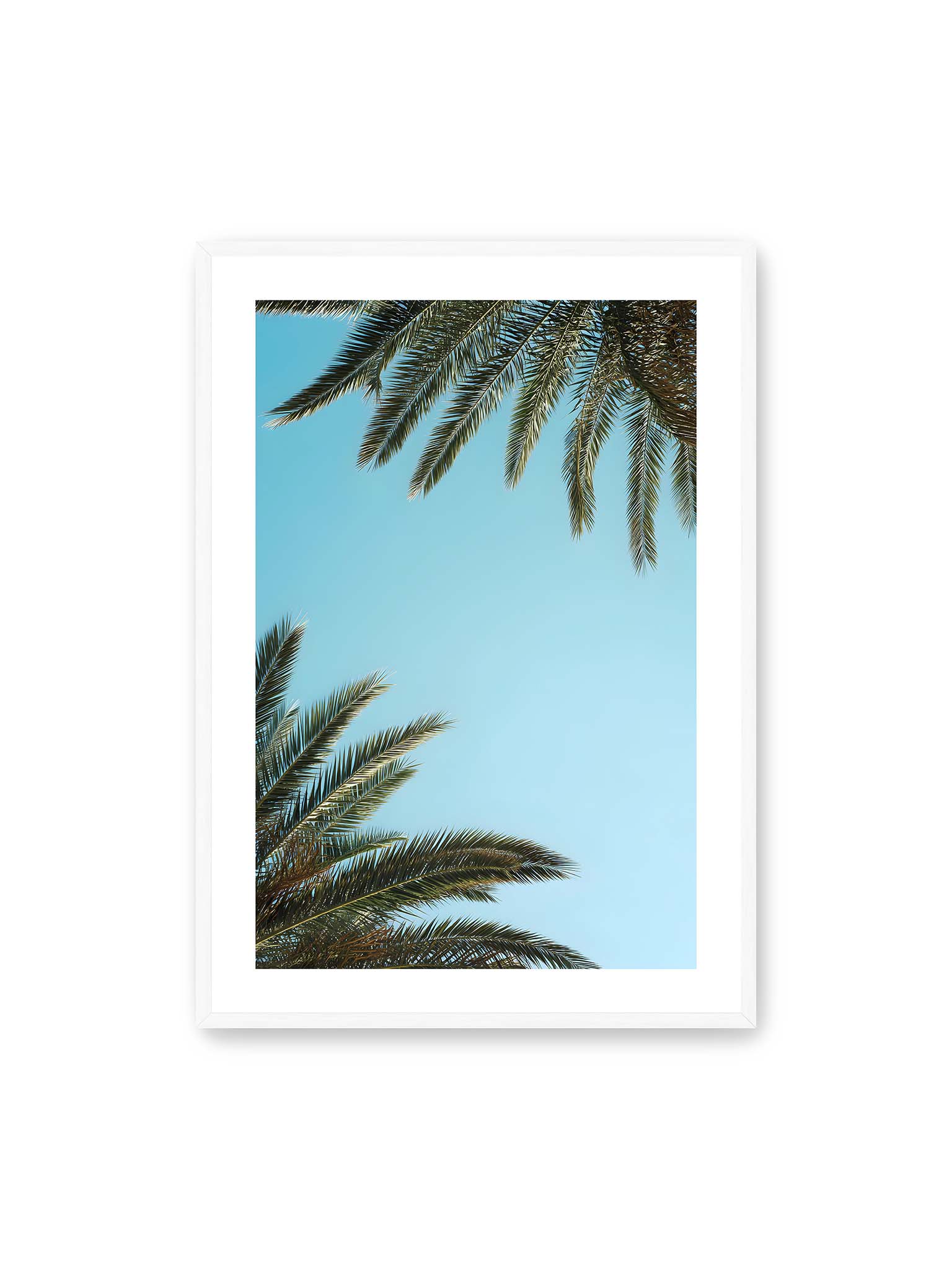 70x100 cm, weißer Galerie-Rand, weißer Rahmen – Palmwedel rahmen den offenen blauen Himmel mit viel freiem Raum ein.