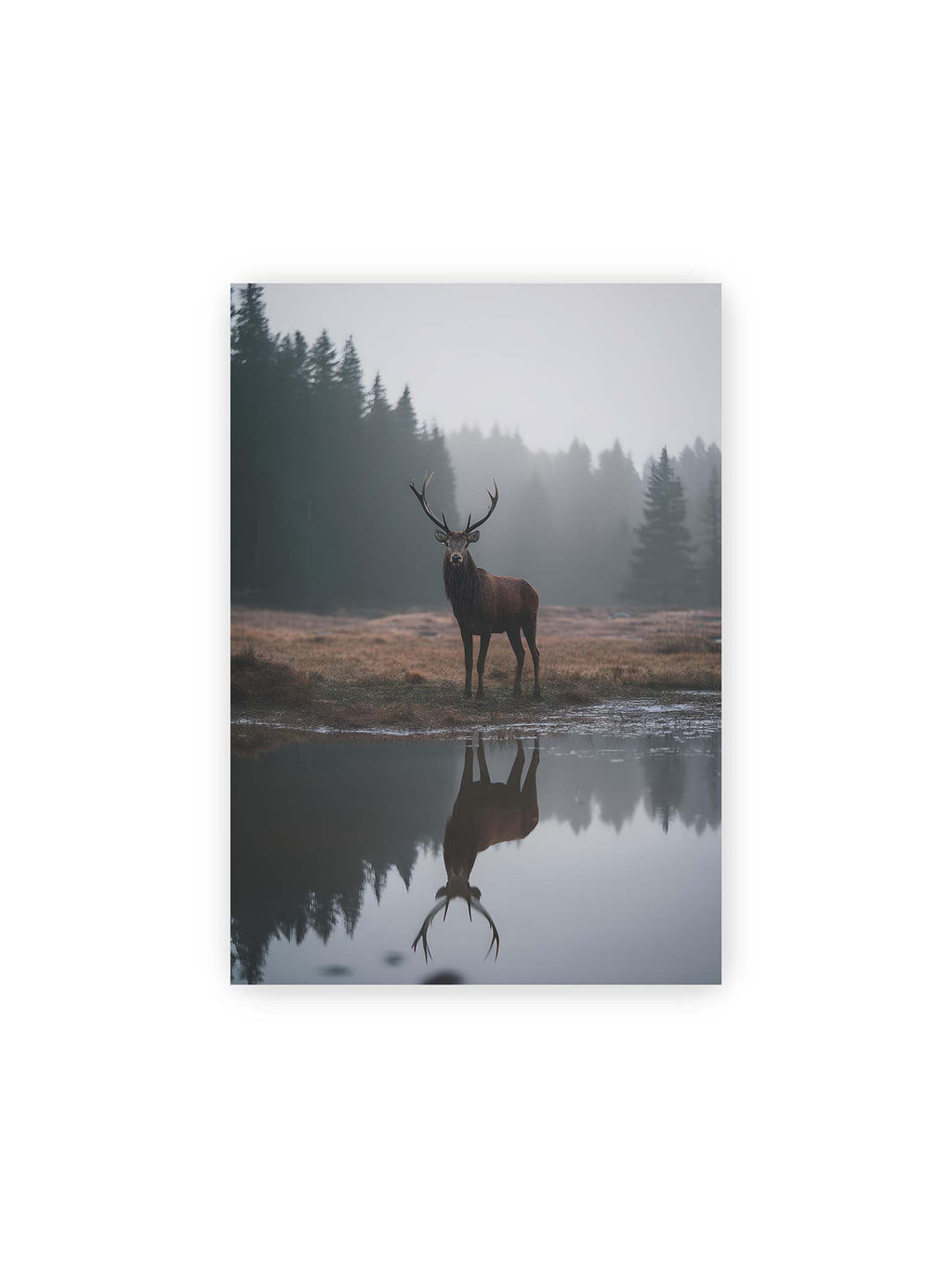 21x30 cm – Hirsch steht im nebligen Wald vor ruhigem Wasser mit klarer Spiegelung im Vordergrund.