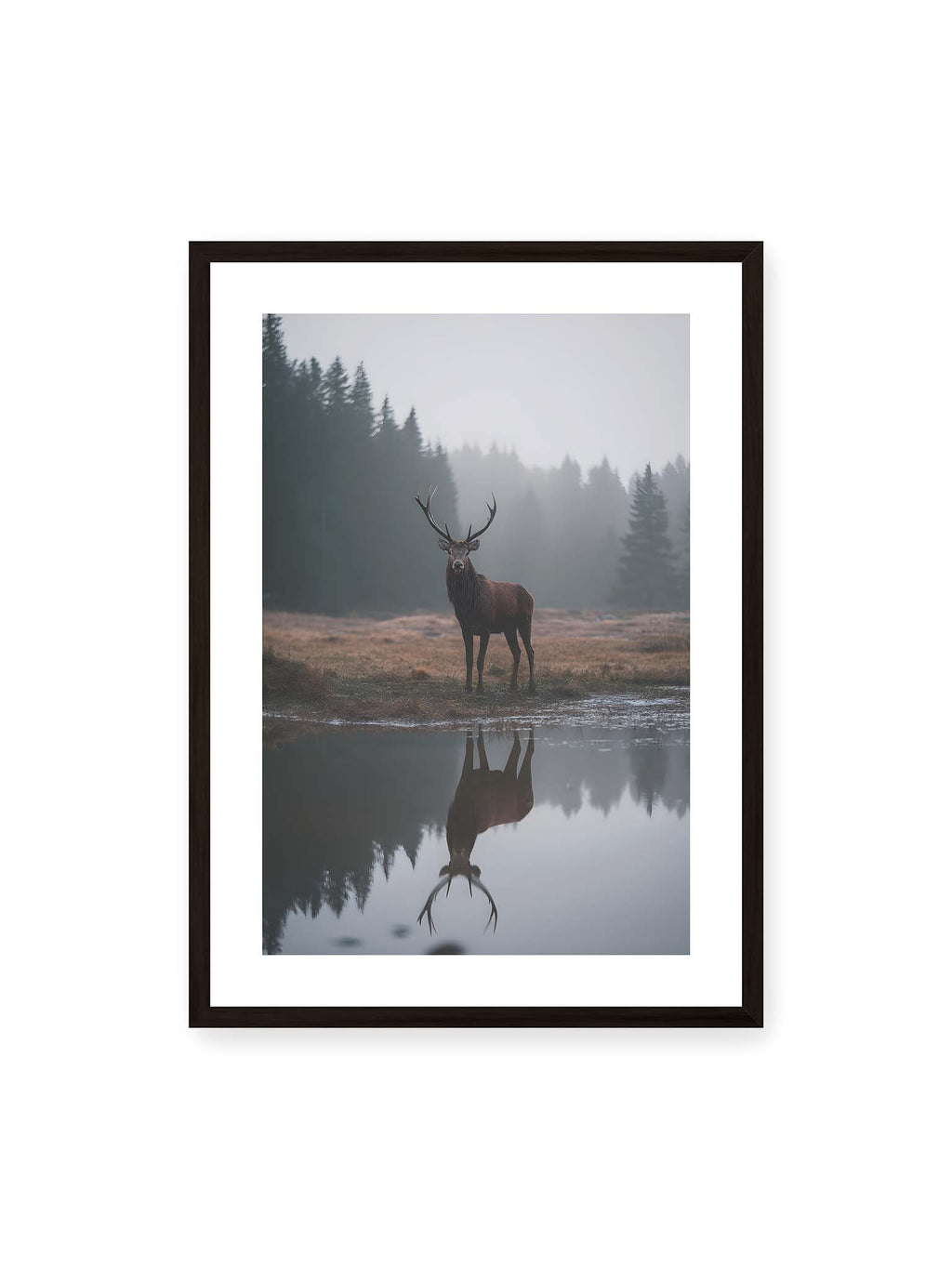 Forest Mirror