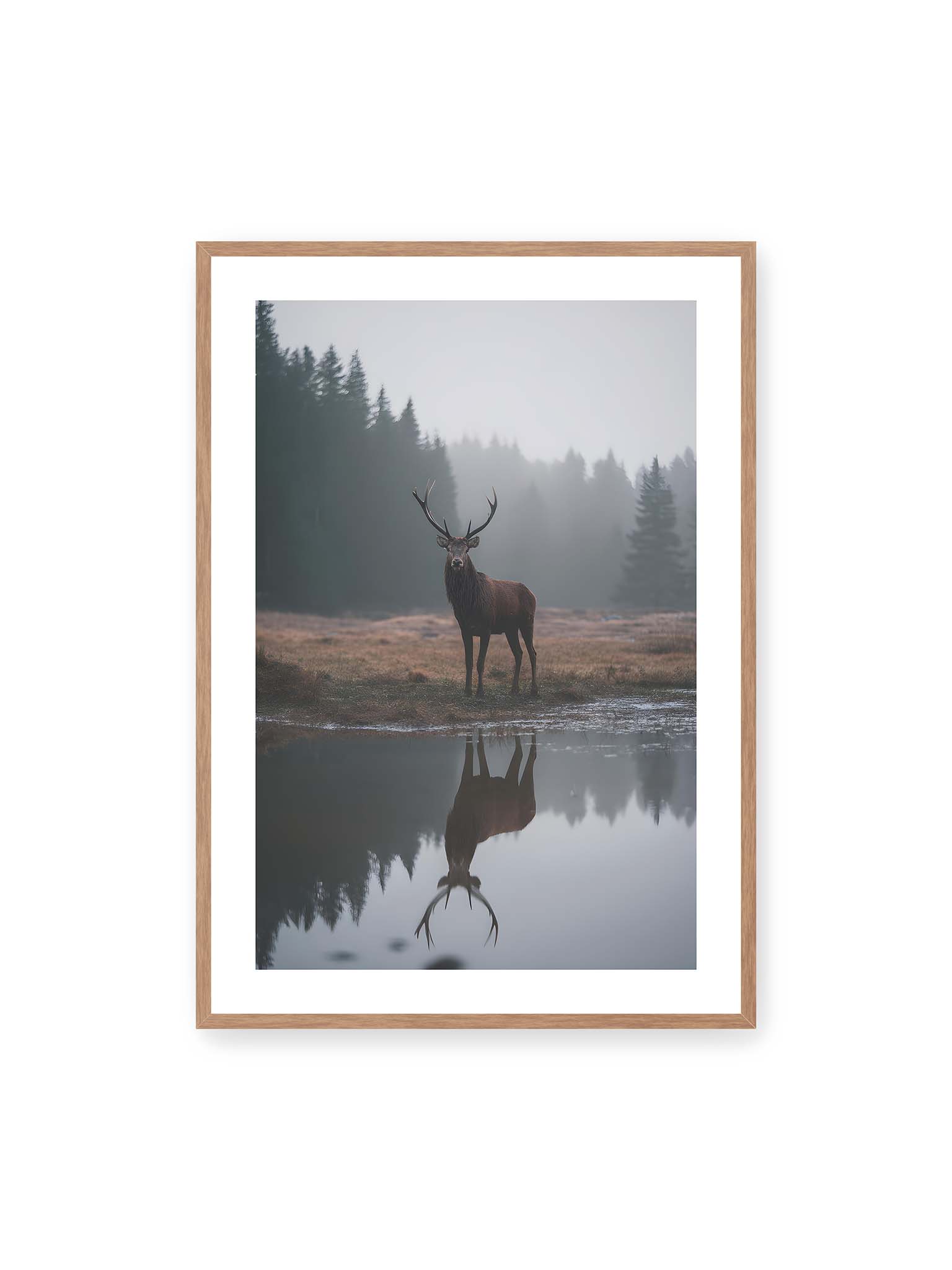 70x100 cm, weißer Galerie-Rand, Eichenrahmen – Hirsch steht im nebligen Wald vor ruhigem Wasser mit klarer Spiegelung im Vordergrund.