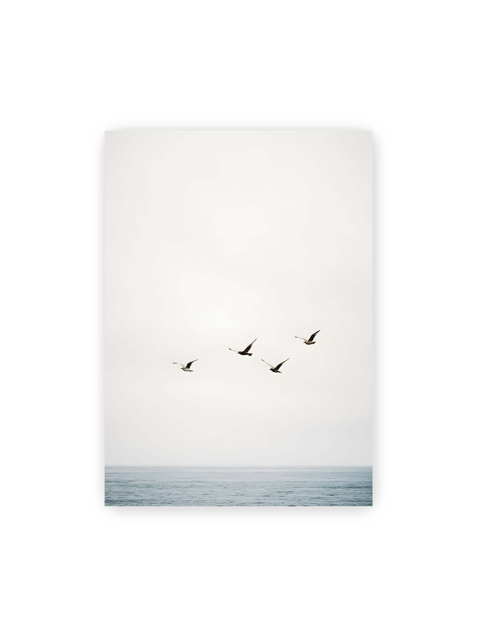 50x70 cm – Vier Vögel fliegen in Formation über ein ruhiges Meer unter einem weiten, hellen Himmel.