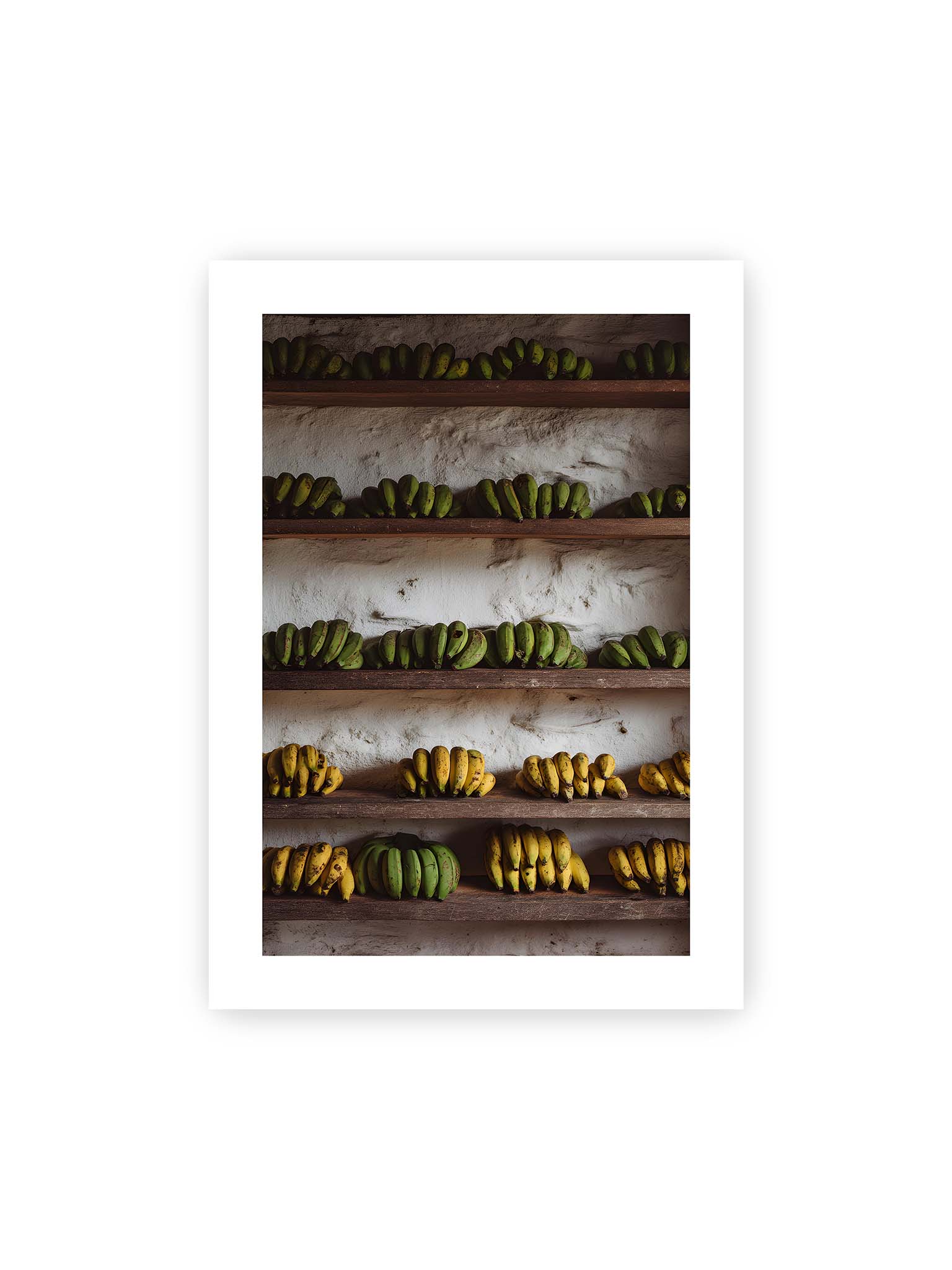 50x70 cm, weißer Galerie-Rand – Bananen in Reihen auf rustikalen Holzregalen mit unterschiedlichen Reifegraden und natürlichen Farben.