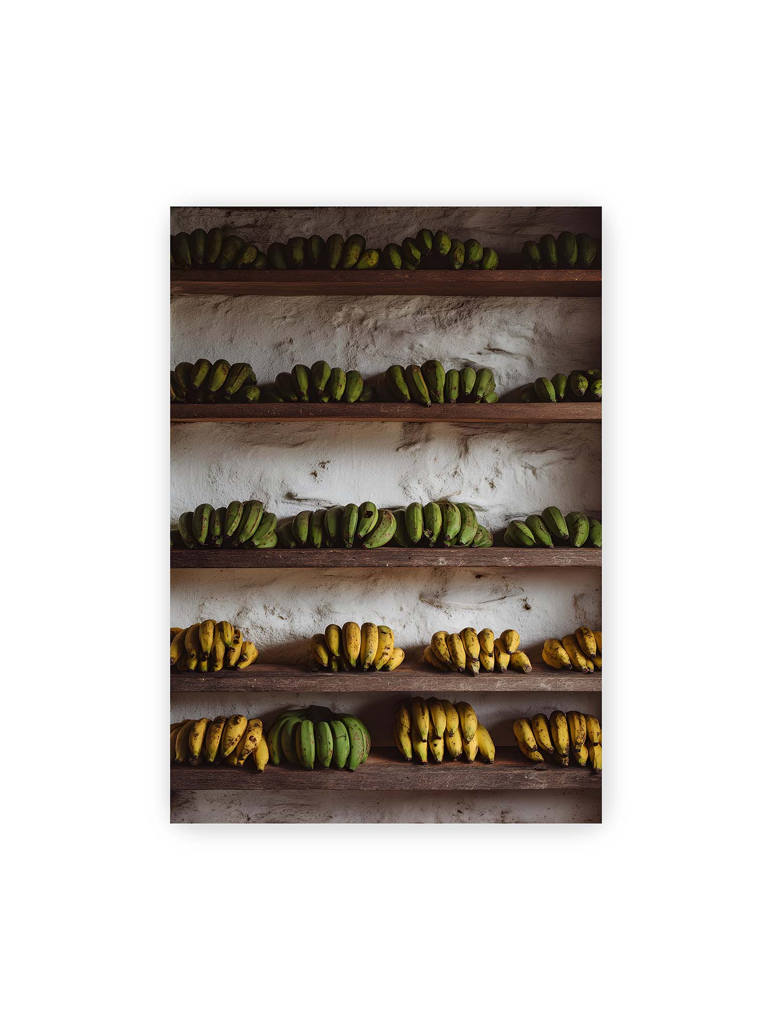 70x100 cm – Bananen in Reihen auf rustikalen Holzregalen mit unterschiedlichen Reifegraden und natürlichen Farben.